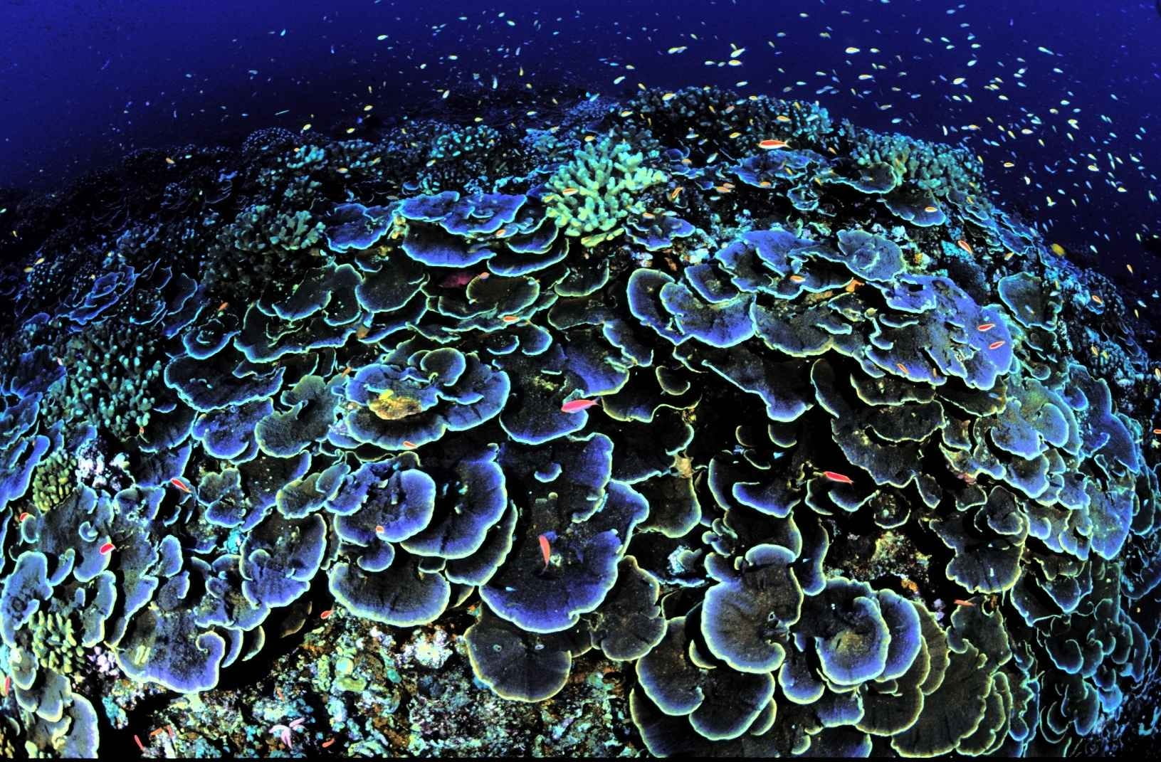 growth, natural pattern, landscapes, close-up, water, outdoors, no people, animals in the wild, 720P, montipora, sea, coral, undersea, aequituberculata, HD Wallpaper