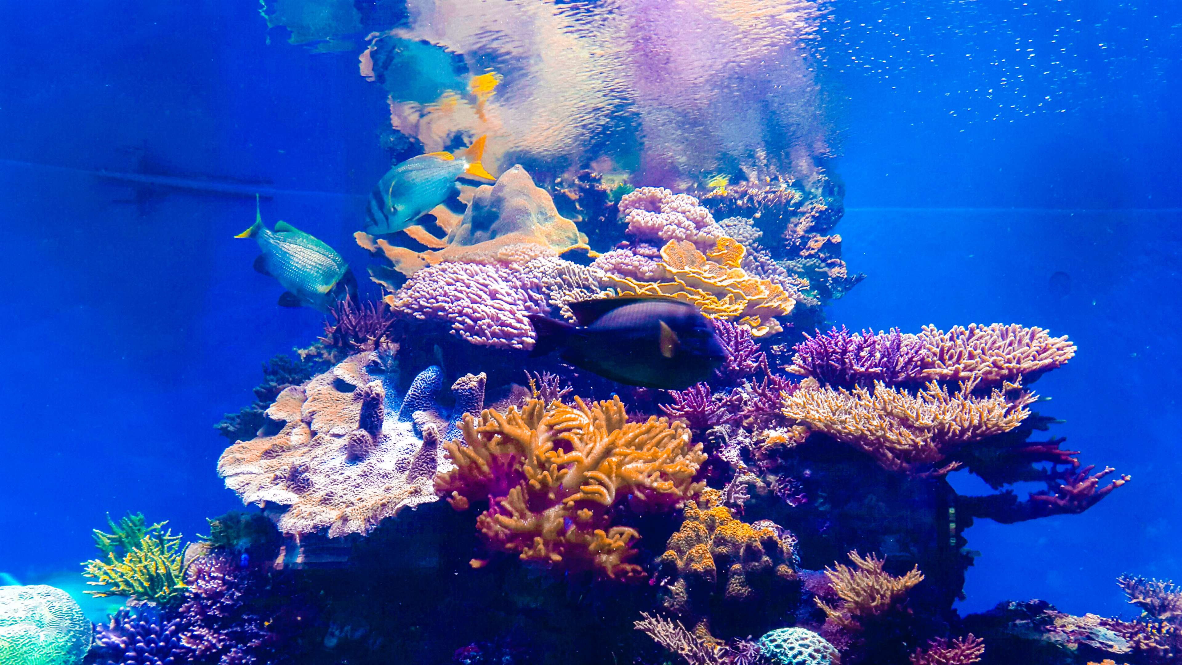 invertebrate, 4K, vertebrate, animals in the wild, fish, corals, undersea, fishes, marine, outdoors, purple, school of fish, coral, blue, nature, bubbles, HD Wallpaper