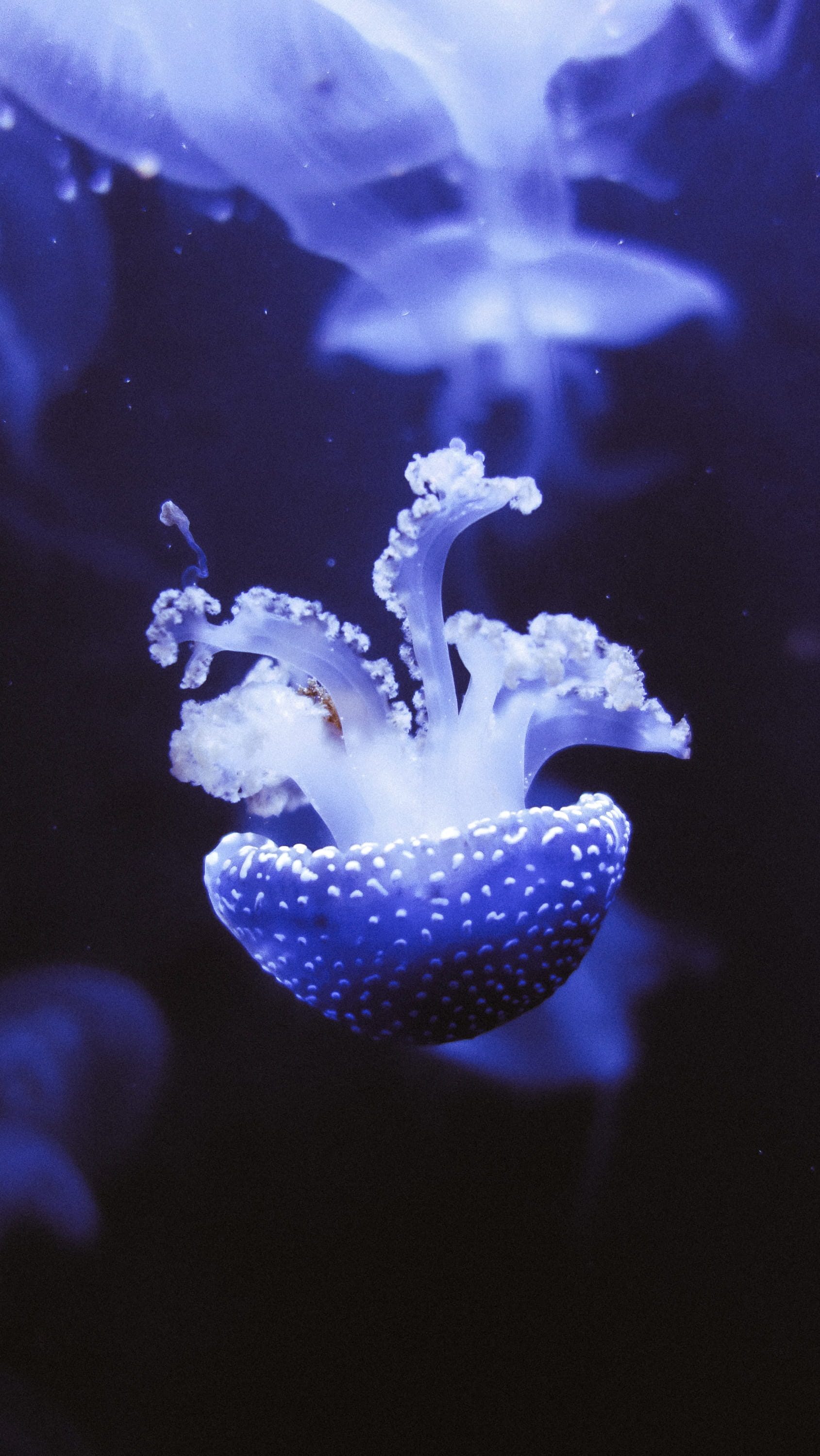 water, undersea, 2K, outdoors, photo, little, jellyfish, close, blur, sea, tiny, aquarium, group of animals, depth of field, underwater, swimming, animal photography, Phone HD Wallpaper