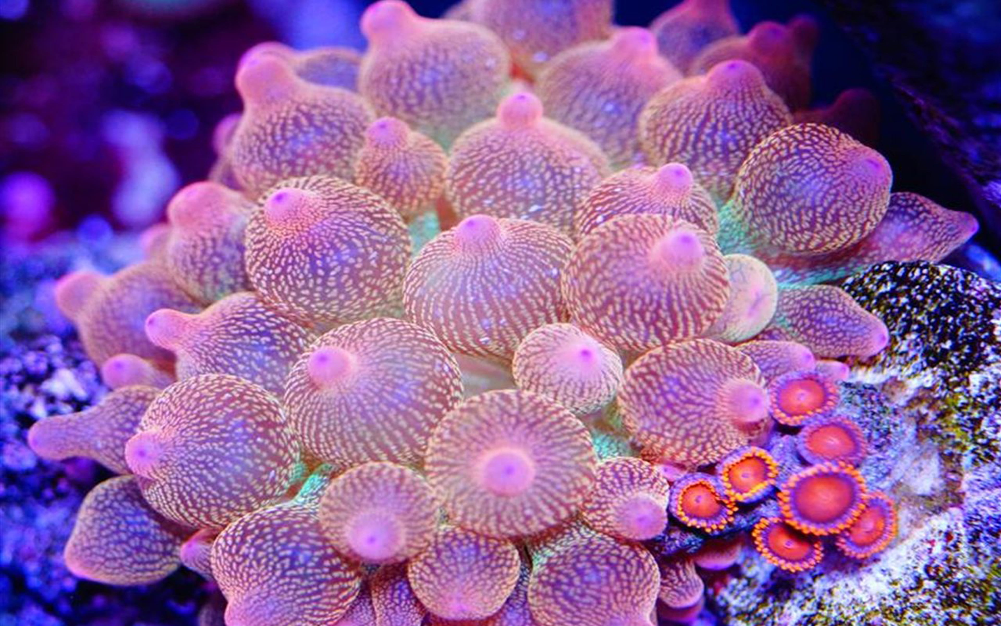 ecosystem, underwater, natural pattern, entacmaea, actiniidae, people, quadricolor, animal themes, animal, called, anemone, nature, animal wildlife, marine, HD Wallpaper