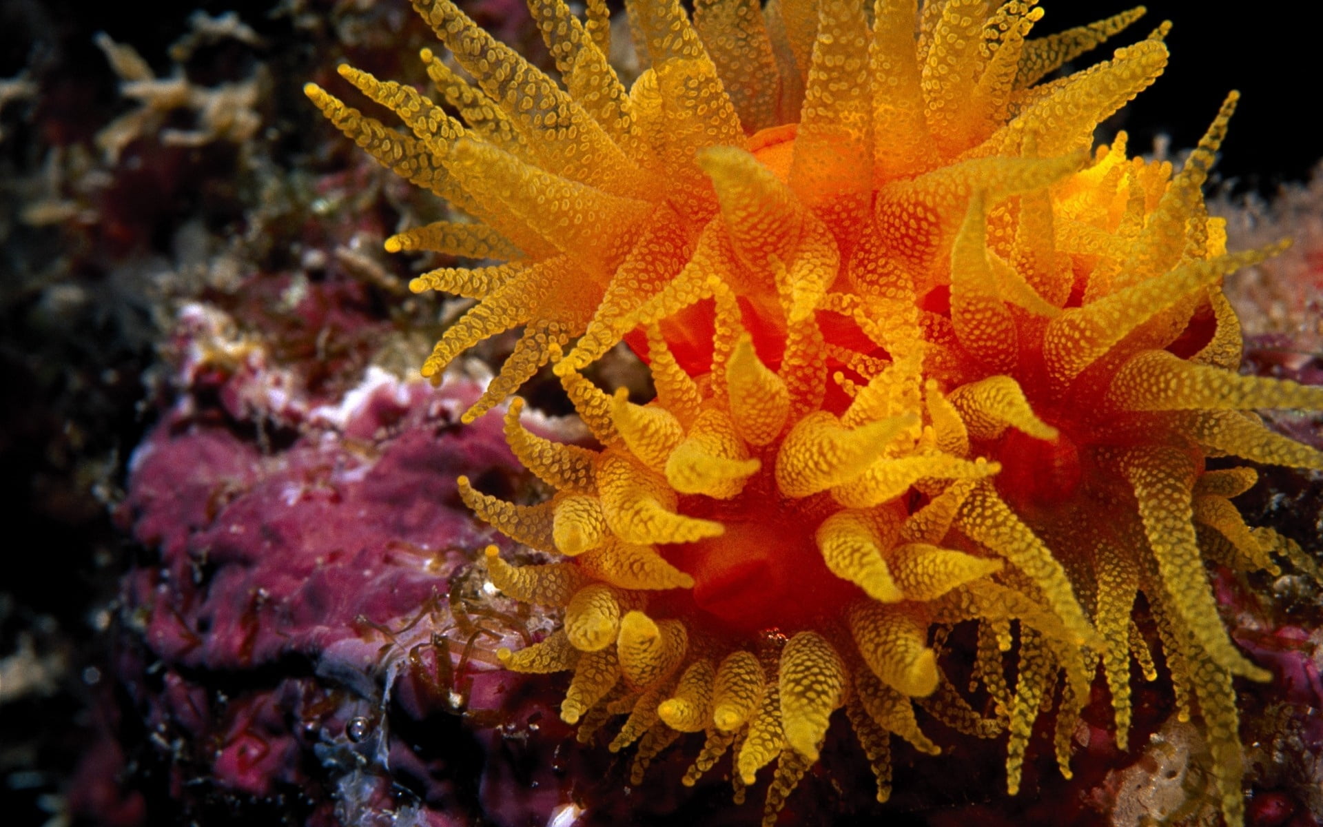wildlife, invertebrate, multi Colored, ecosystem, bottom, no People, yellow, coral, seaweed, reef, sea Life, marine, close-up, animals in the wild, underwater, HD Wallpaper