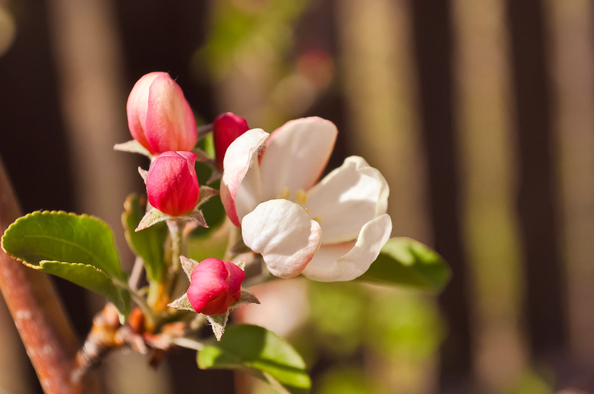 botanical, life, stem, fruit tree, no people, petaled, vegetation, fragility, romantic, day, bud, natural, color, vitality, flora, eco, pollen, ecology, HD Wallpaper