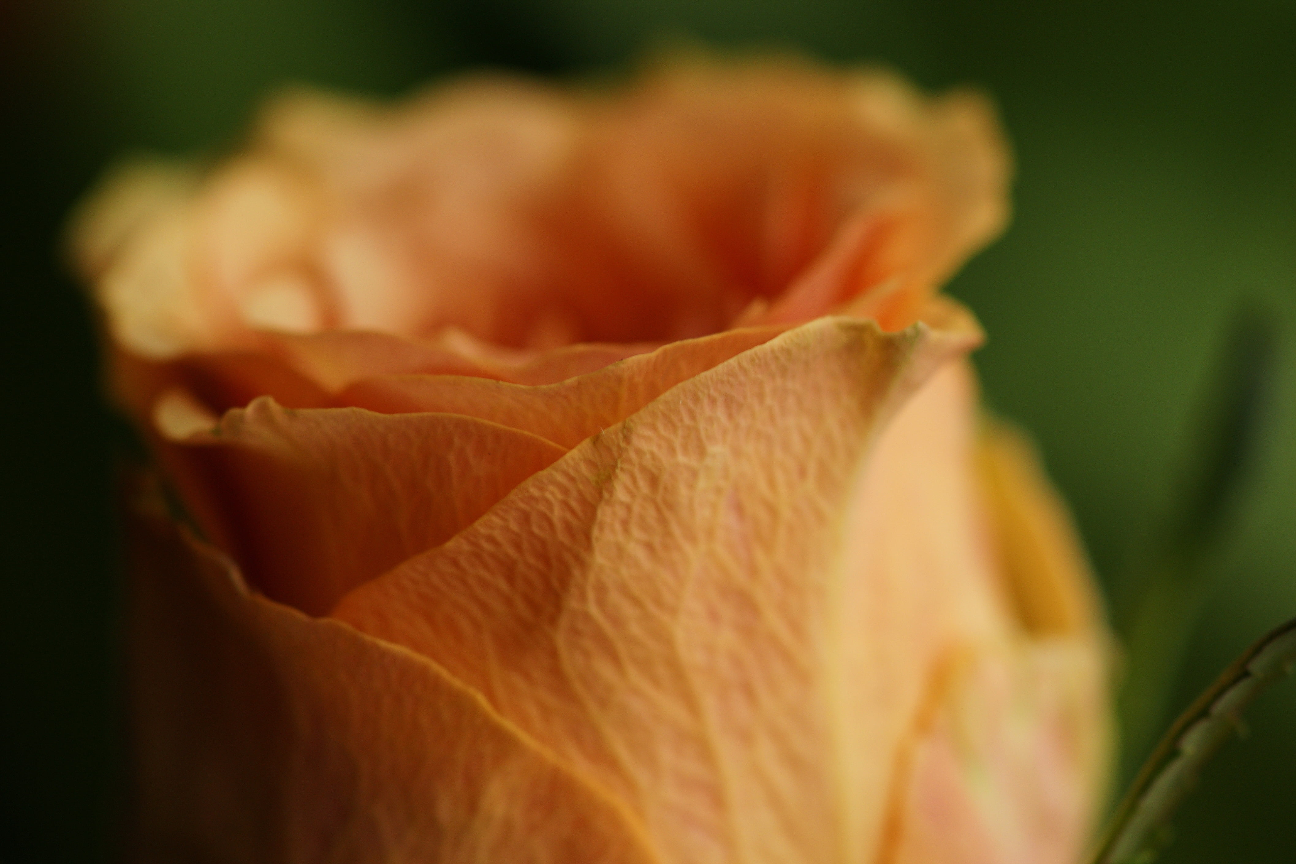 freshness, no People, beauty In Nature, blossom, orange, botany, growth, leaf, rose, inflorescence, petals, backgrounds, yellow, soft focus, outdoors, season, HD Wallpaper