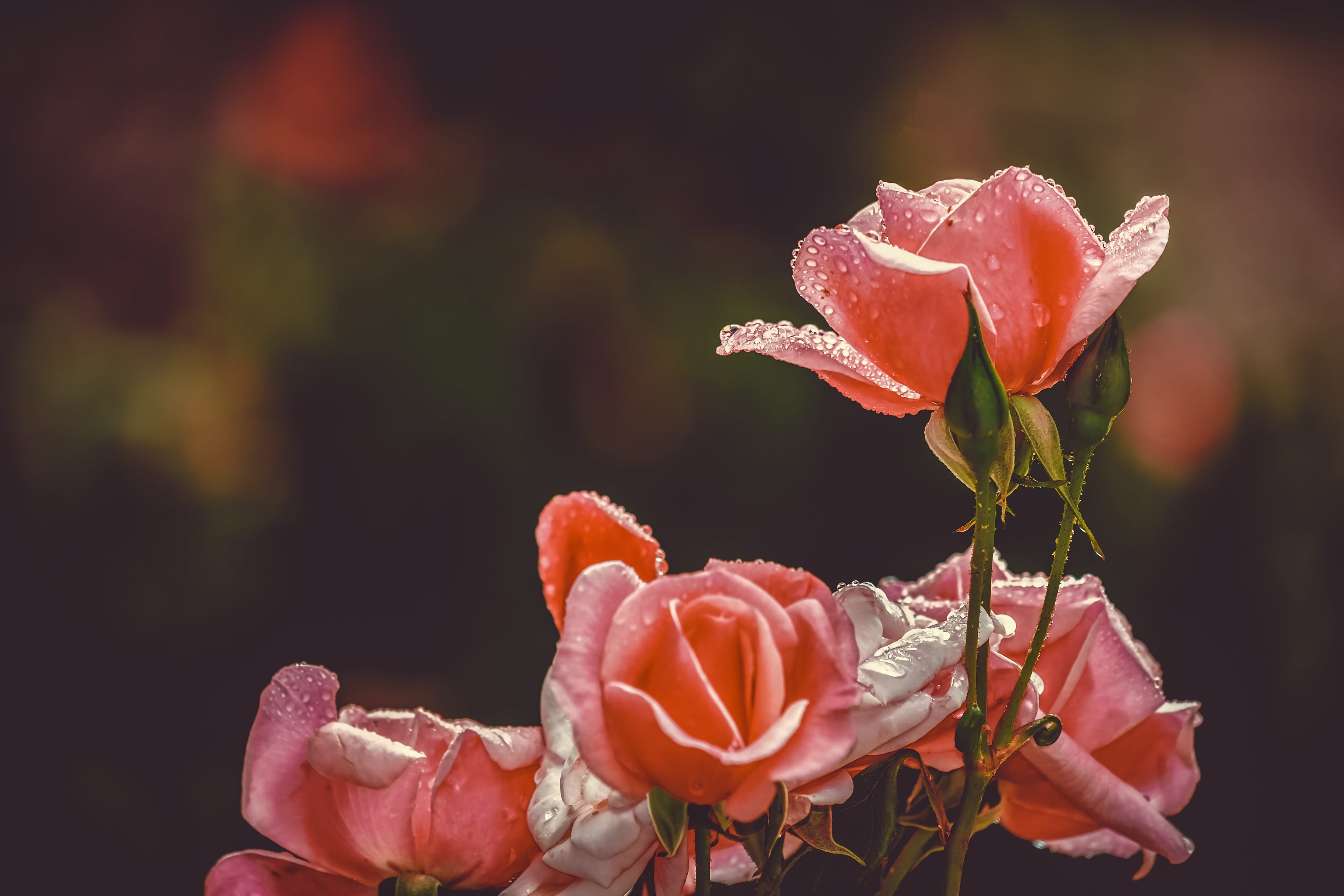 red, flower head, 4K, flowering plant, growth, bloom, flora, softness, valentines day, floral greeting, coral colored, greeting card, rose, romantic, greeting, HD Wallpaper