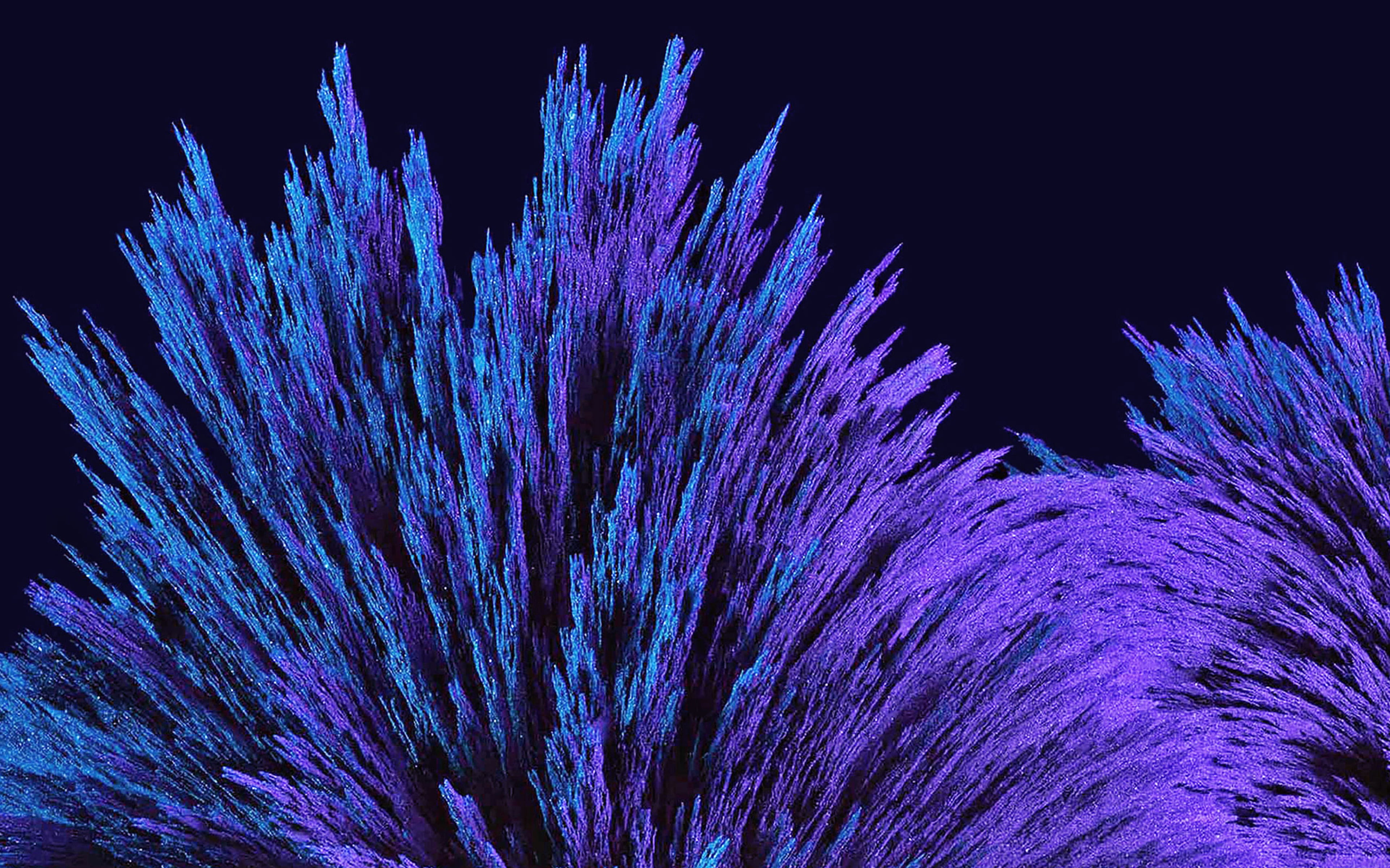 coral, fragility, flower, parint, science, 4K, close-up, black background, beauty in nature, nexus, vulnerability, blue, studio shot, no people, purple, HD Wallpaper