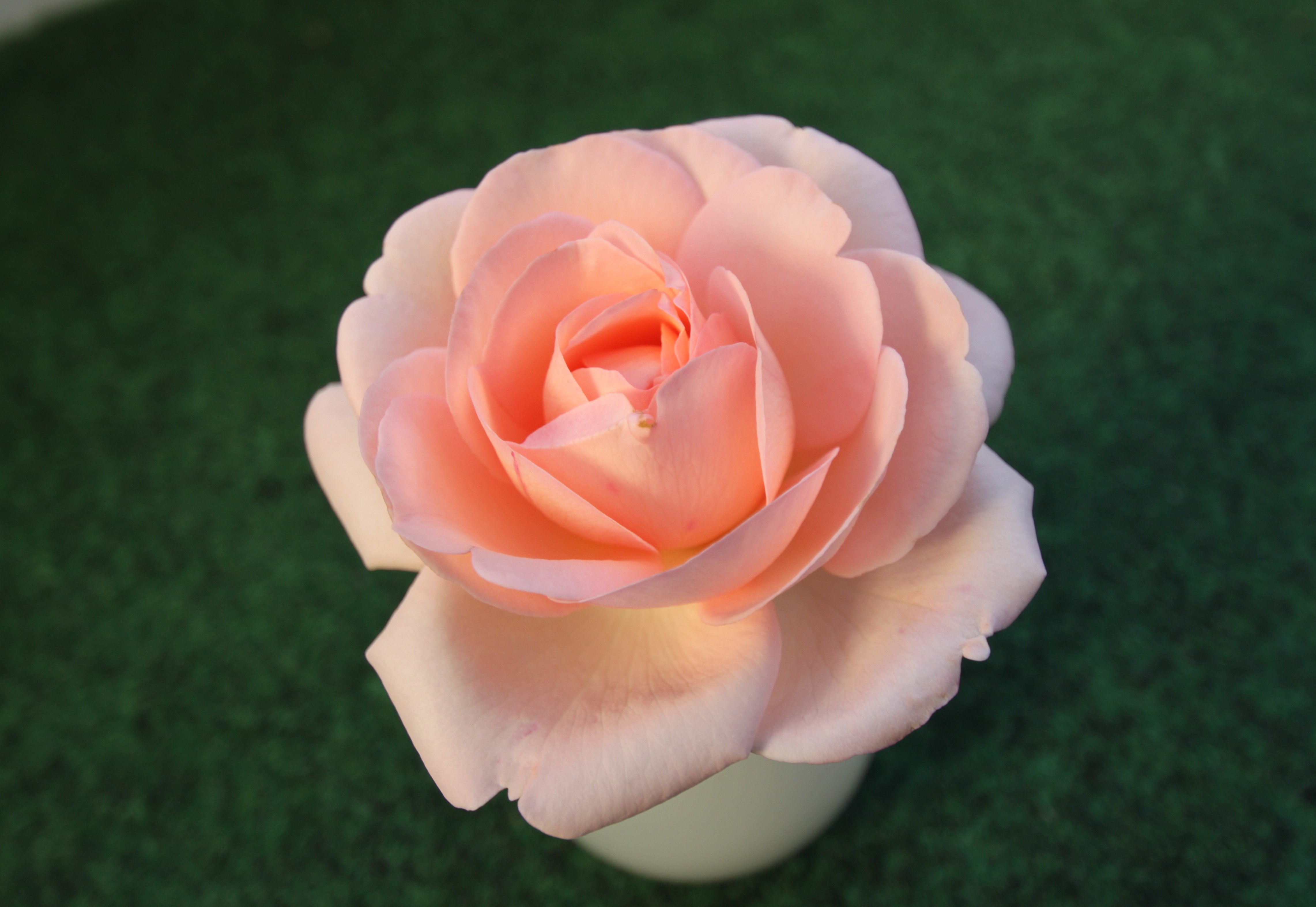 rose - flower, inflorescence, petal, outdoors, camellia, plant, no people, pink Color, flower, bloom, freshness, vulnerability, blossom, close-up, nature, HD Wallpaper