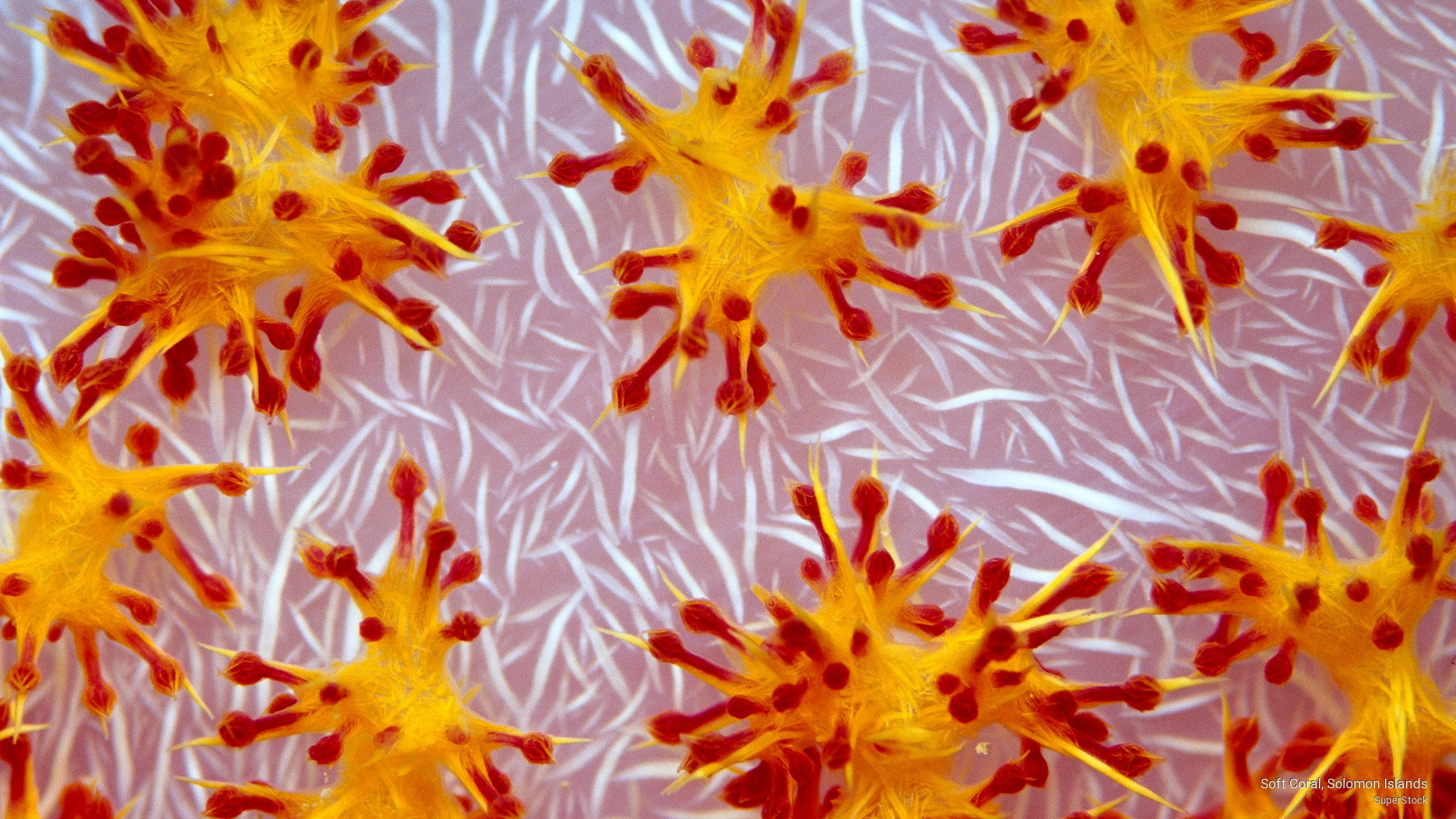 coral, islands, soft, solomon, Ocean Life, 2K, HD Wallpaper