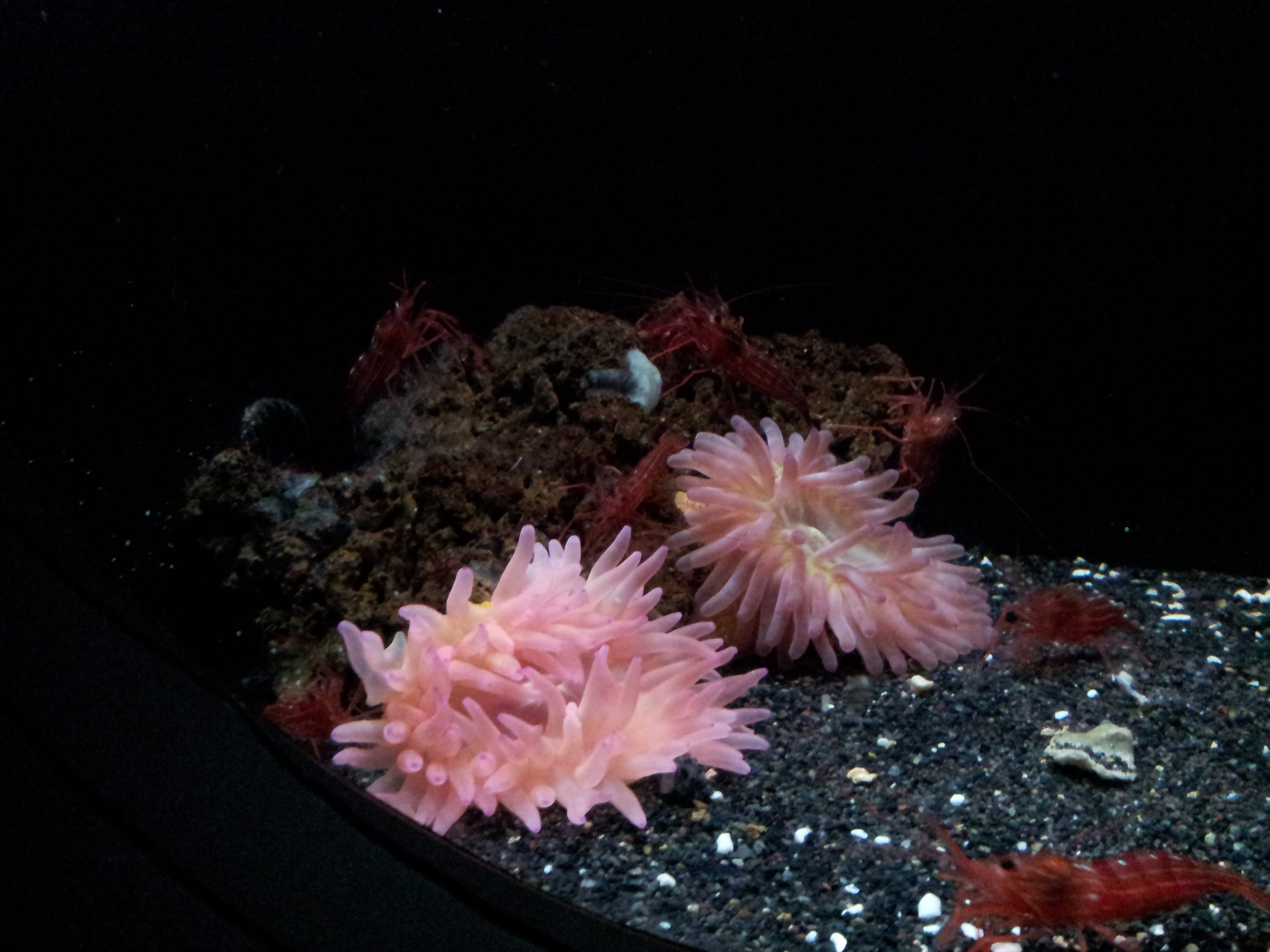 ecosystem, beauty in nature, 2K, animal, coral, invertebrate, Shrimp, sea, Aquarium, no people, Jellyfish, animal wildlife, black background, pink color, HD Wallpaper