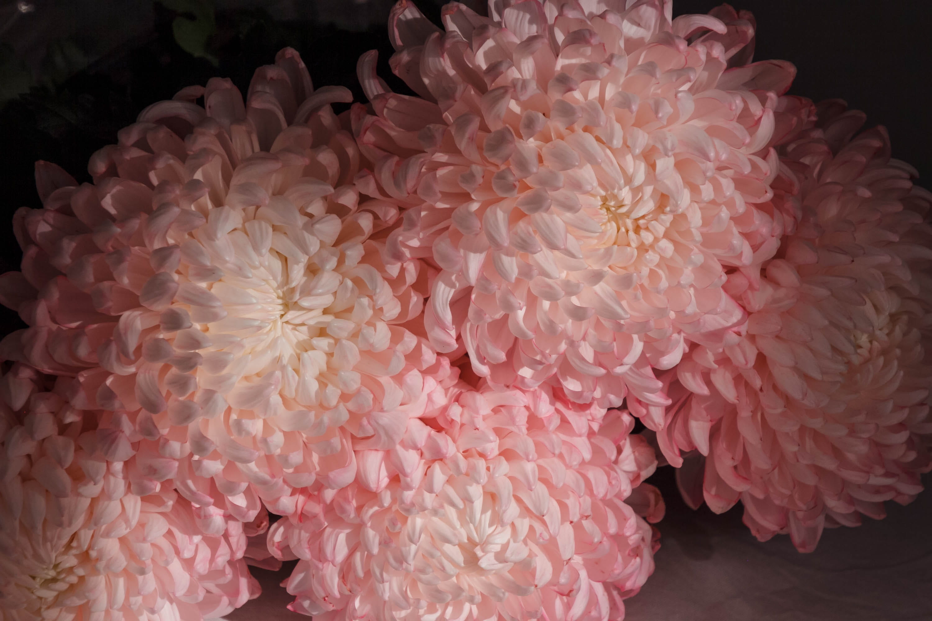 peonies, day, romantic, coral colored, nature, petal, fragility, flower head, blooming, no people, softness, beauty in nature, bloom, flowering plant, background, HD Wallpaper