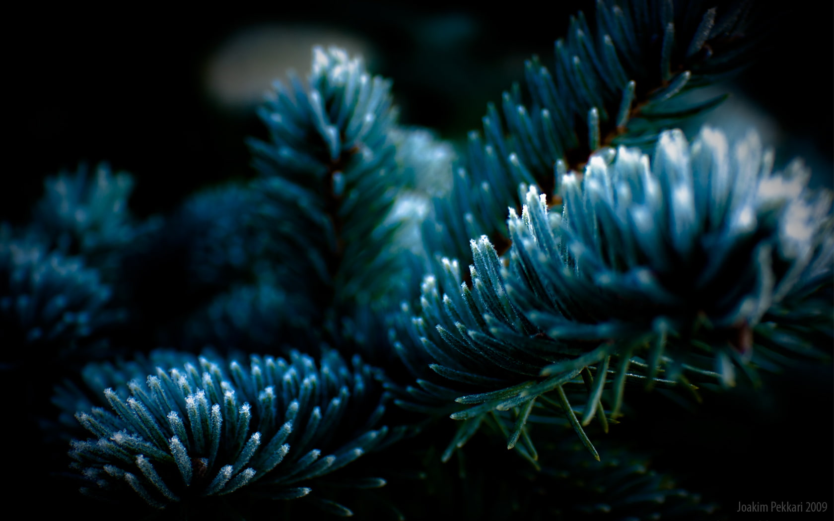 sea life, pine tree, focus on foreground, water, Frosty Tree, outdoors, nature, ecosystem, growth, blue, animal wildlife, black background, plant, reef, HD Wallpaper