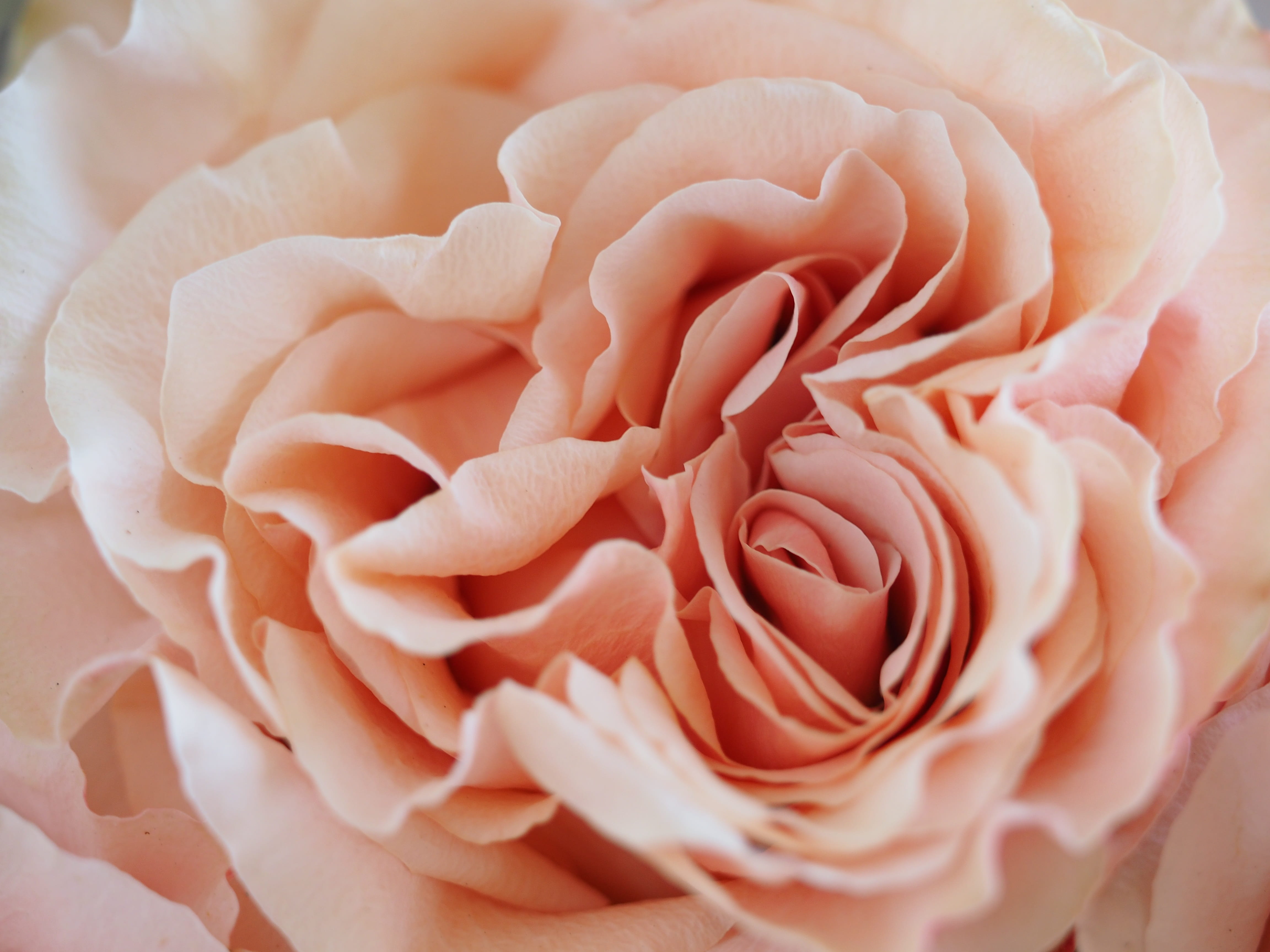 inflorescence, 4K, growth, freshness, rose - flower, pink color, coral colored, rose, beauty in nature, flower head, closeup, flower arrangement, full frame, HD Wallpaper