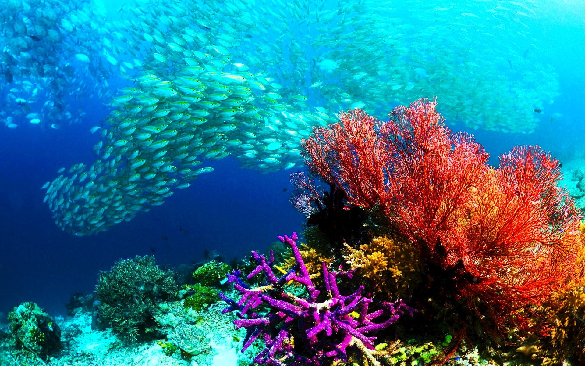 undersea, sealife, underwater, swimming, animal themes, animal wildlife, reef, ecosystem, no people, vertebrate, outdoors, soft coral, nature, water, fishes, HD Wallpaper