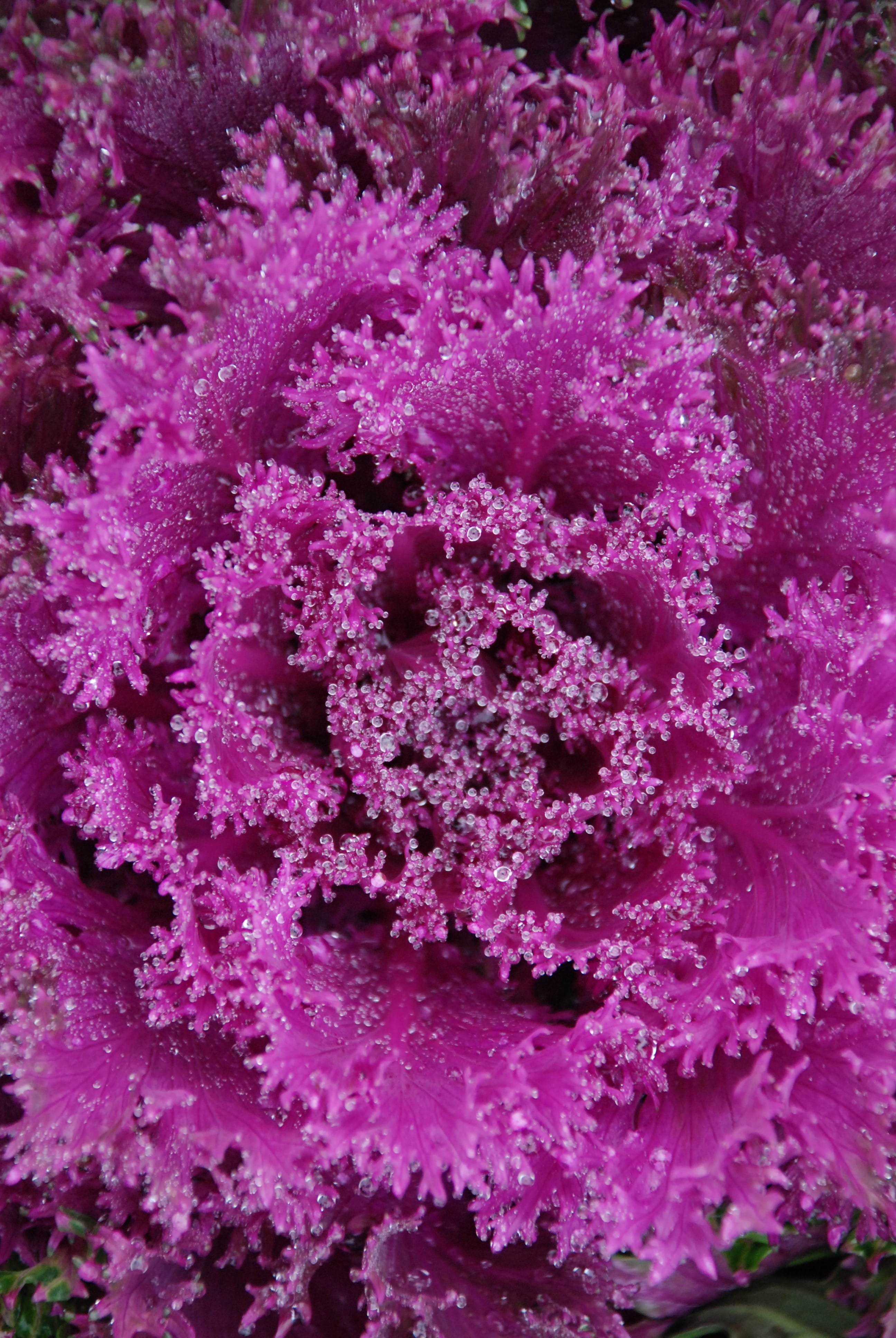 Forest, no People, reef, underwater, undersea, drop, water, nature, Drop, Water, soft coral, Branch, animal themes, pink color, Green, ecosystem, plant, Phone HD Wallpaper
