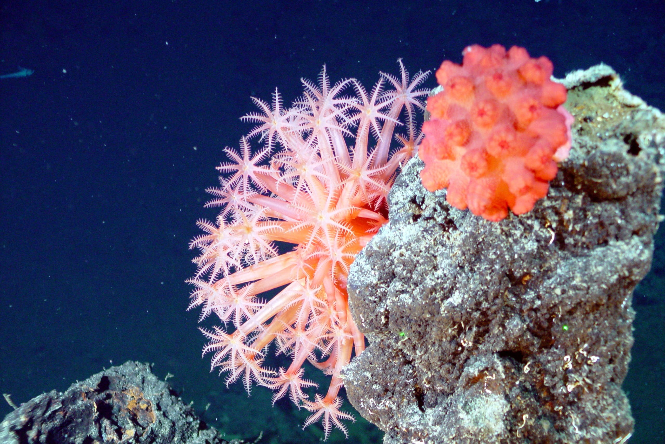 beauty in nature, invertebrate, nature, beautiful, sea-life, corals, flower, sea, water, animal, aquarium, animal wildlife, orange, one animal, mushroom coral, HD Wallpaper