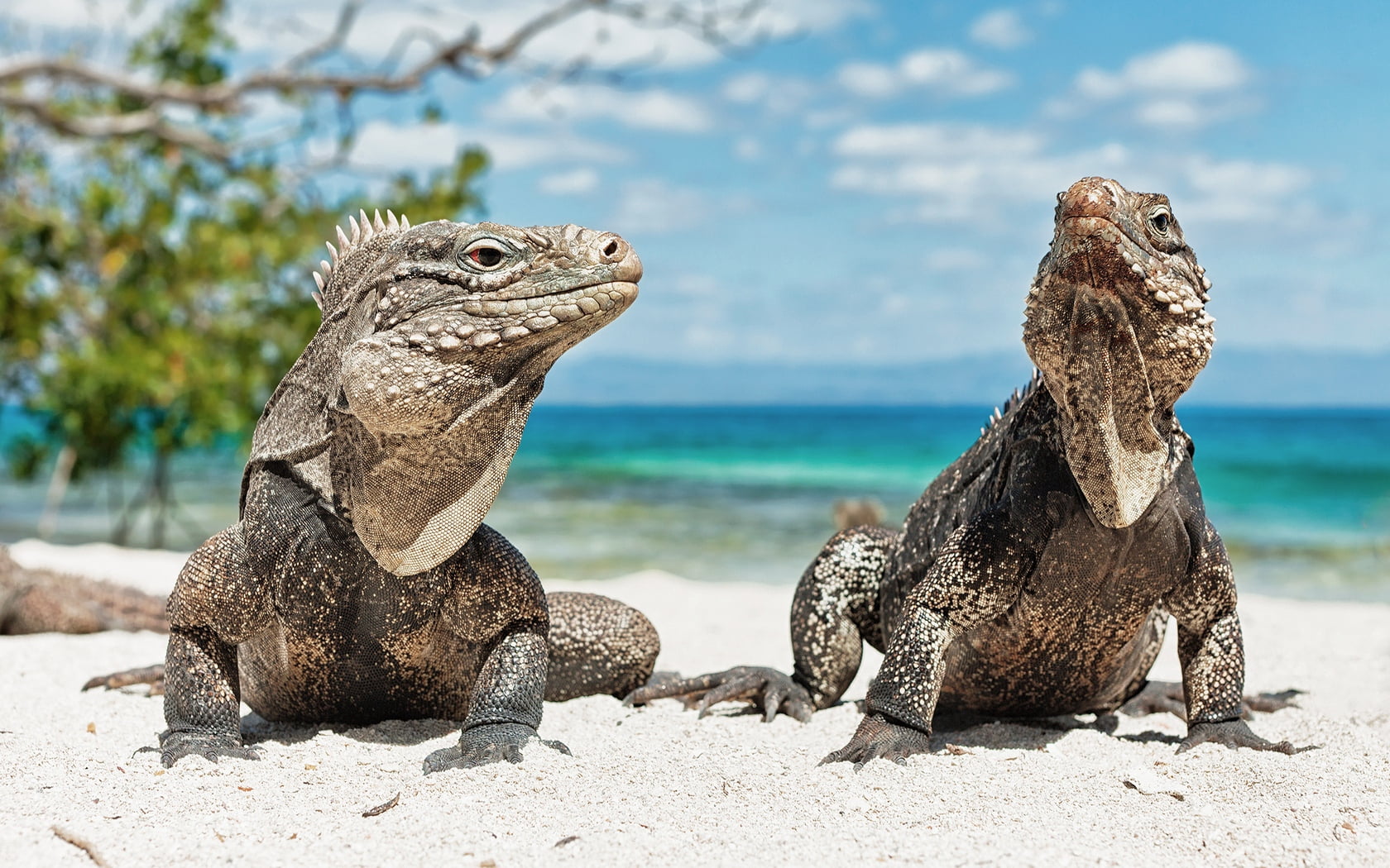 no people, dragons, nature, endangered Species, animal, focus on foreground, steam, galapagos Islands, coastline, vertebrate, tropical Climate, day, sand, HD Wallpaper