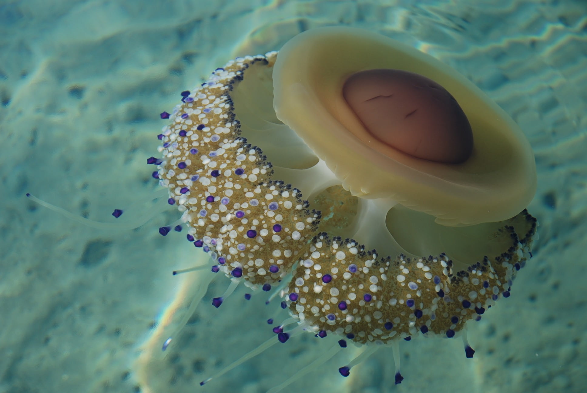 photography, flower, jellyfish, aquatic, undersea, one animal, flower head, vulnerability, close-up, species, no people, nature, outdoors, fauna, 1080P, HD Wallpaper