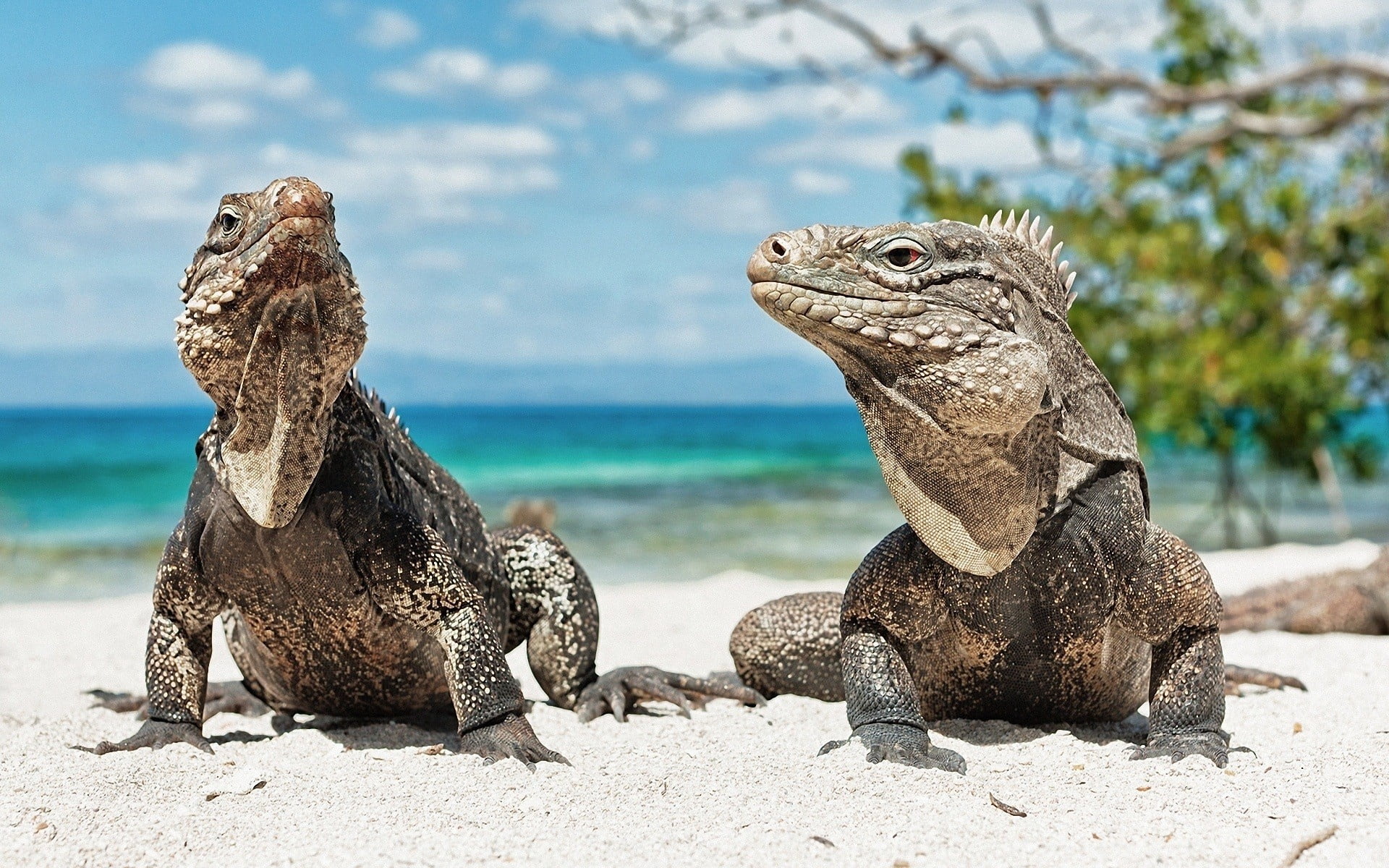 iguana, brown, two, endangered Species, vertebrate, animal themes, reptile, nature, lizard, outdoors, wildlife, no People, galapagos Islands, australia, HD Wallpaper