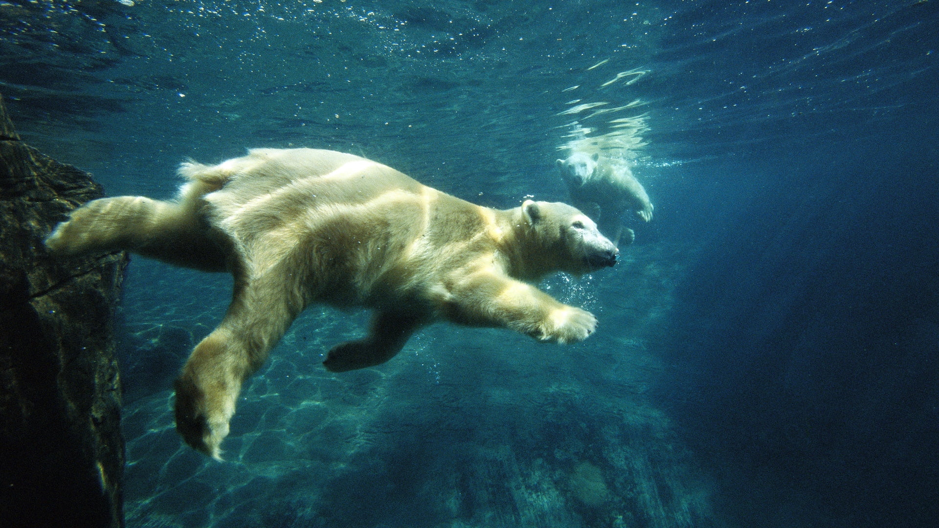 polar bear, day, nature, sunlight, under water, animals In The Wild, no people, swimming, motion, animal themes, bear, swim, wildlife, large, animal, undersea, HD Wallpaper
