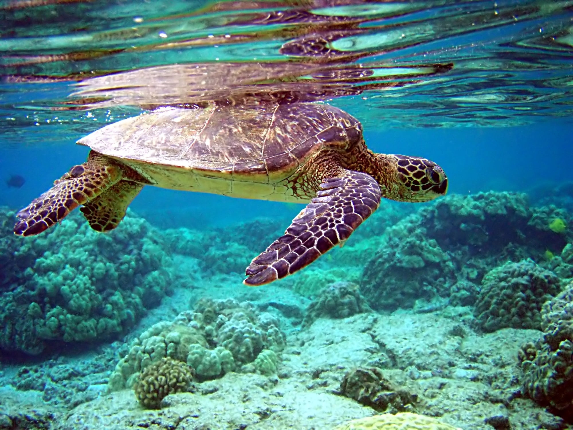 coral, animal Shell, underwater, beige, green Turtle, vertebrate, turtle, undersea, reptile, one animal, no people, animal themes, 1080P, wildlife, endangered Species, HD Wallpaper