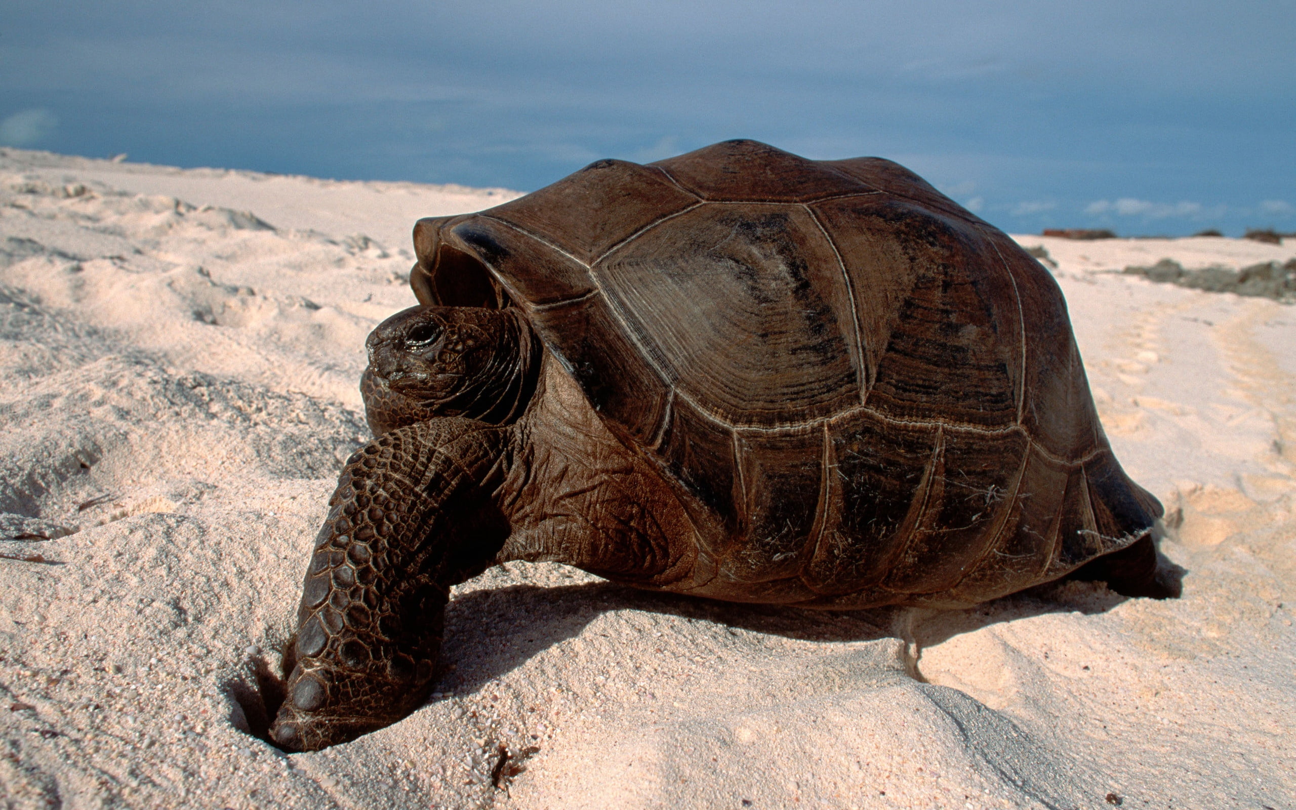 land, 2K, no people, day, mammal, crawling, marine, turtle, animals And Pets, sunlight, brown, animal, animals In The Wild, wildlife, sea, rock - object, HD Wallpaper