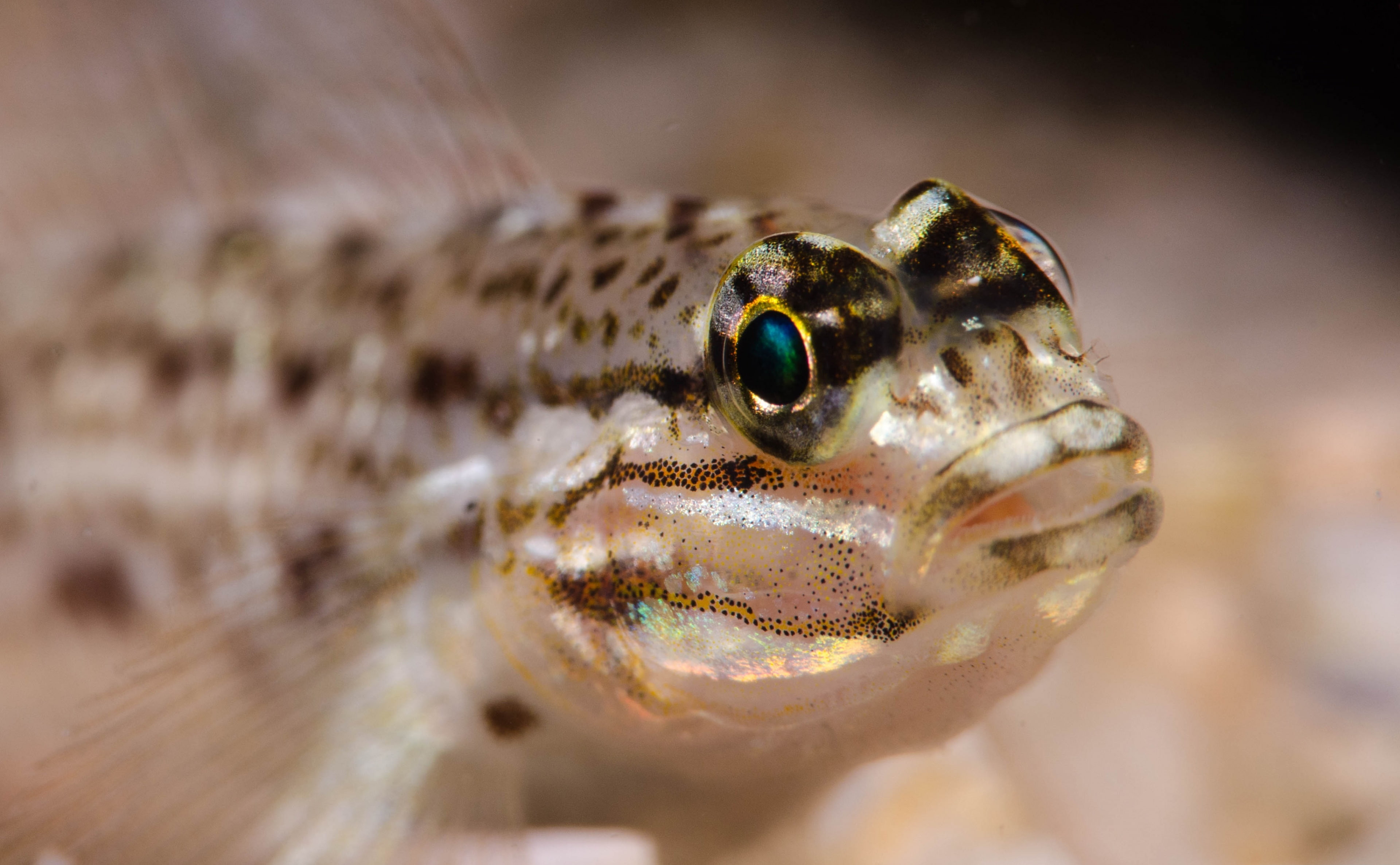 close-up, animal body part, Bottom, animal head, animals in the wild, animal eye, 4K, Underwater, Marine Species, scuba diving, Photography, sea life, HD Wallpaper