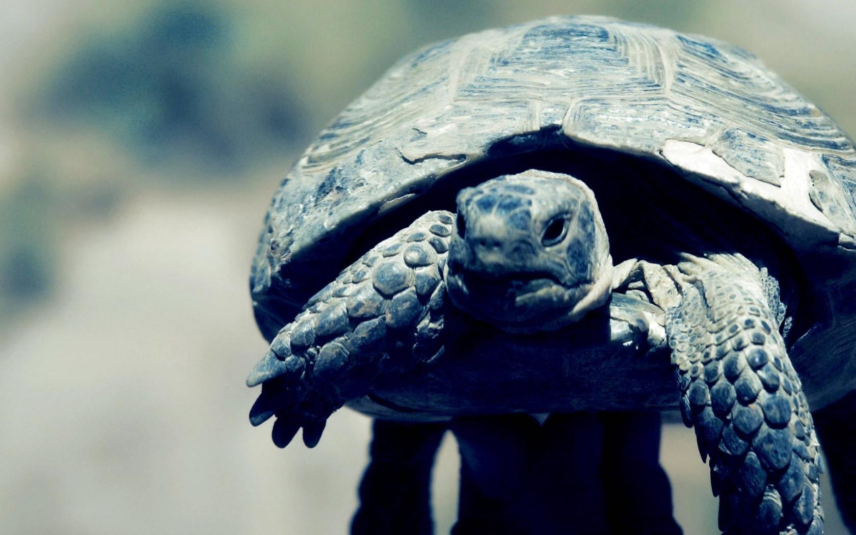 tortoise shell, focus on foreground, feet, day, sea life, endangered Species, one animal, head, wildlife, animal Head, animals In The Wild, 720P, tortoise, HD Wallpaper