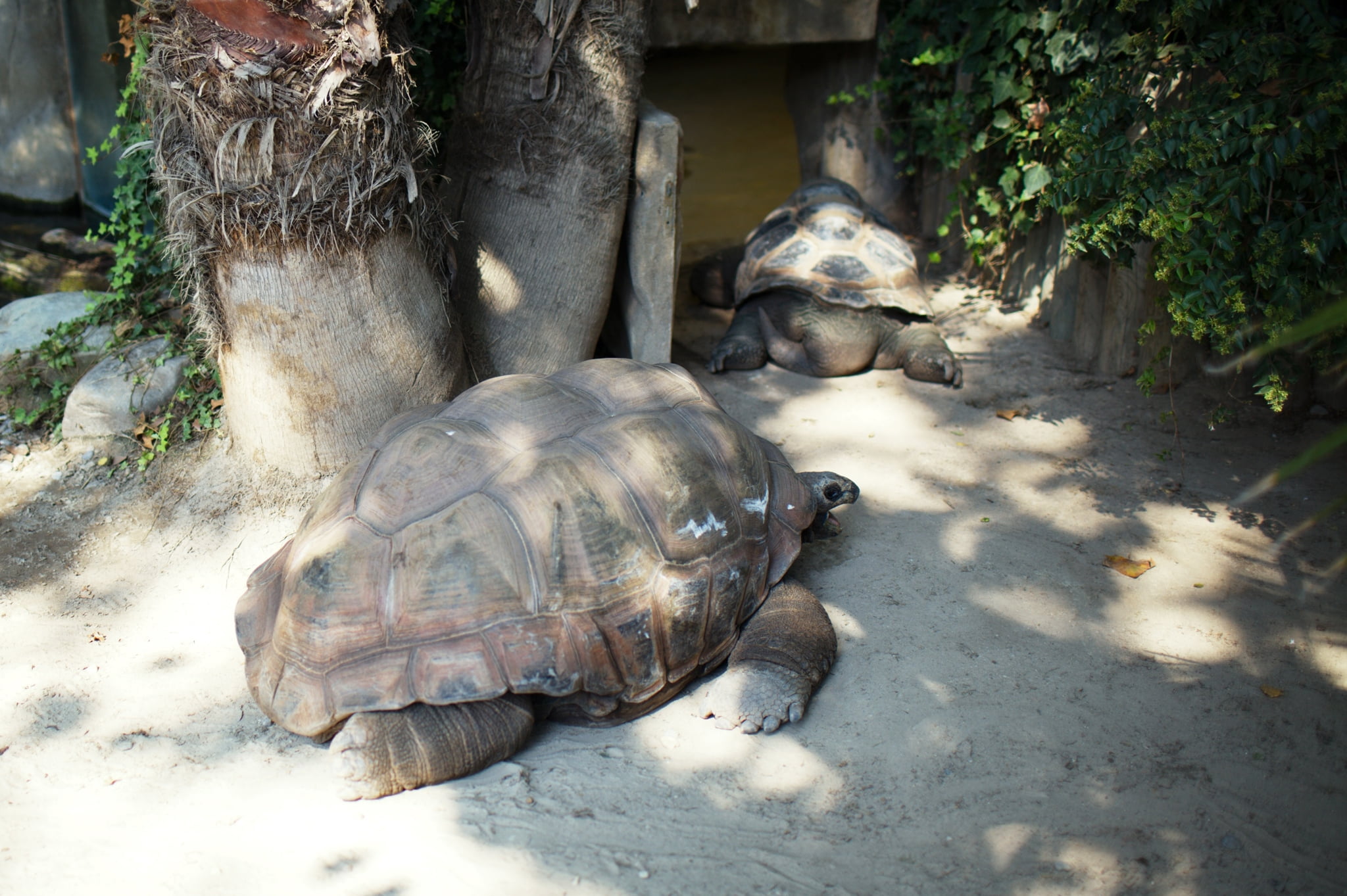 animal, vertebrate, outdoors, slow, tortoises, animal themes, sand, two, shell, animal Shell, tropical Climate, day, turtles, turtle, park, no people, tortoise, HD Wallpaper