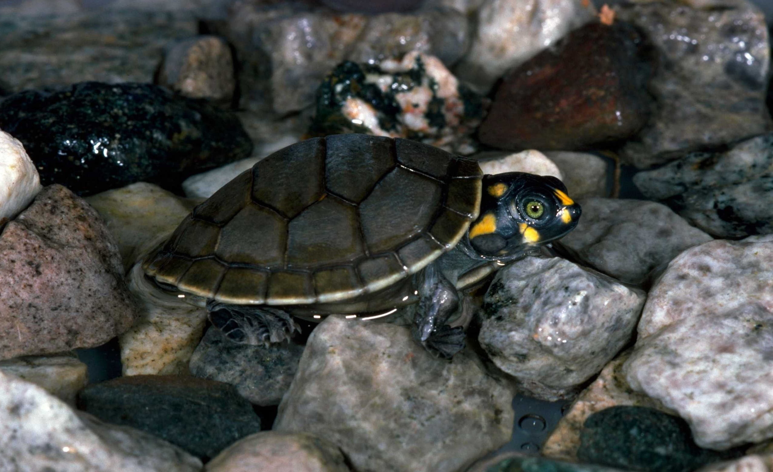 close-up, no people, animals In The Wild, pets, one animal, tortoise shell, animals And Pets, vertebrate, tortoise, nature, rock - object, solid, reptile, HD Wallpaper