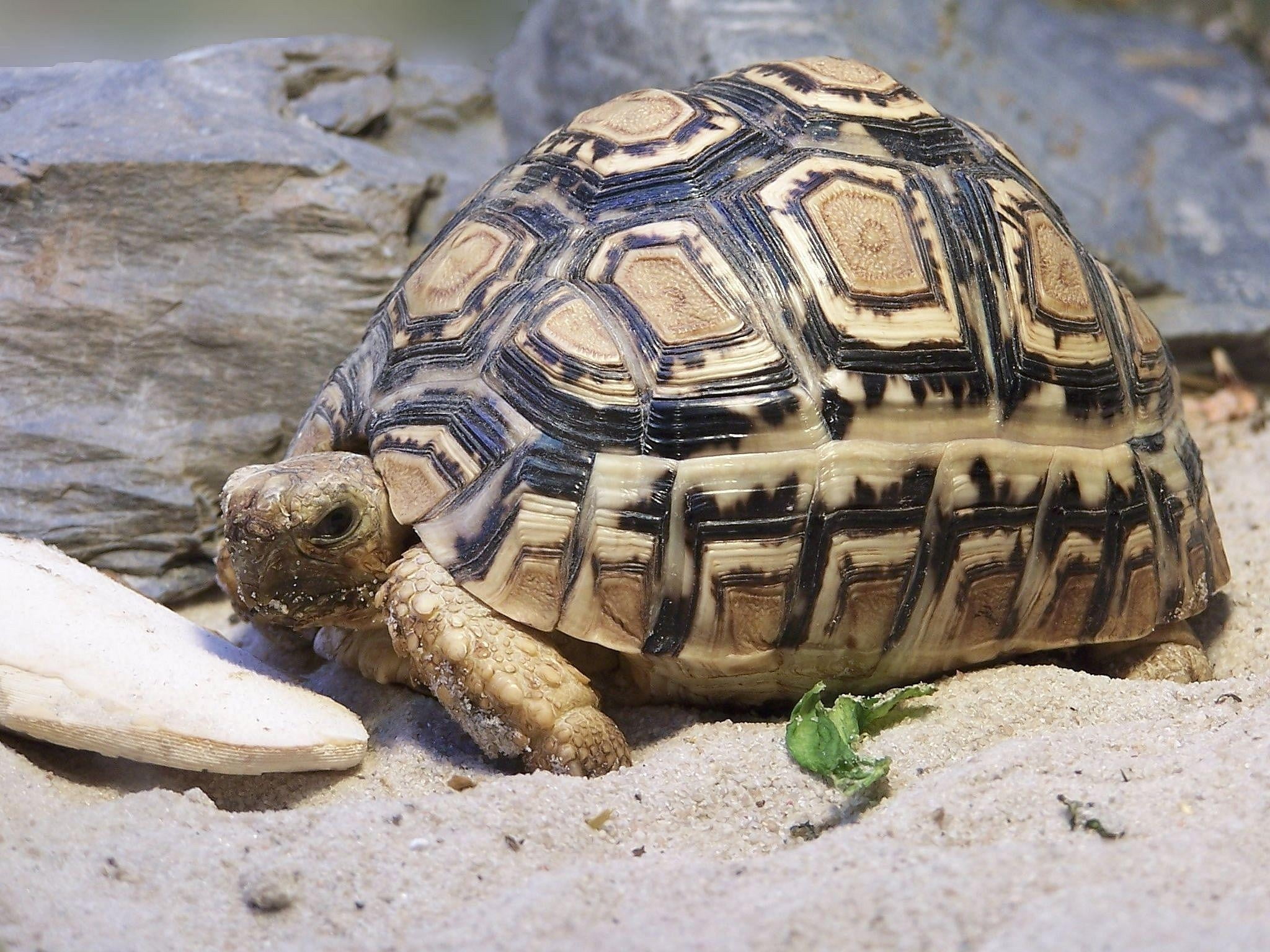 animals In The Wild, animal Shell, turtle, tortoise shell, land, marine, pets, no people, sand, sea life, shell, rock - object, large, animal wildlife, HD Wallpaper