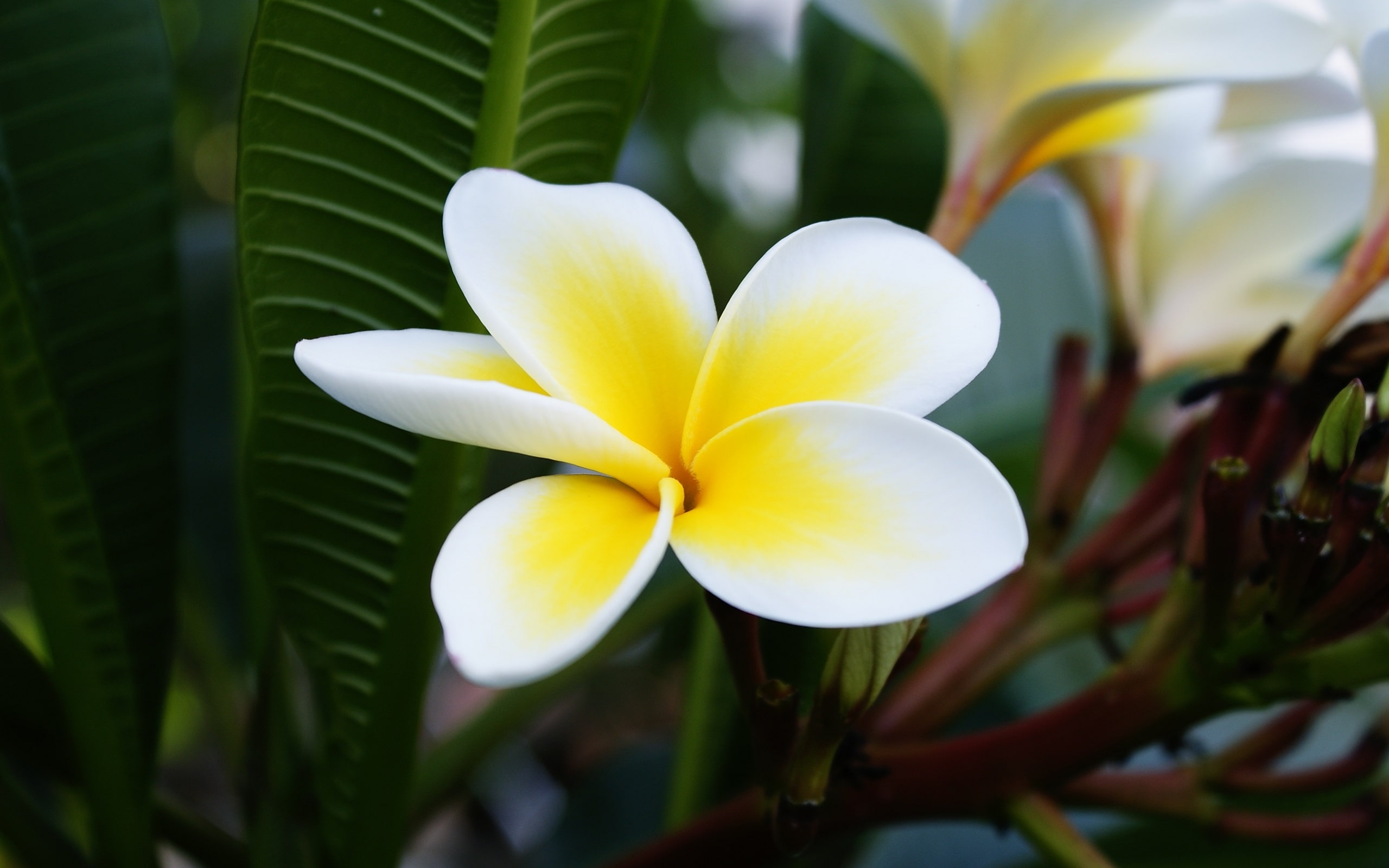2K, Plumeria, Photography, Yellow, Macro, White, HD Wallpaper