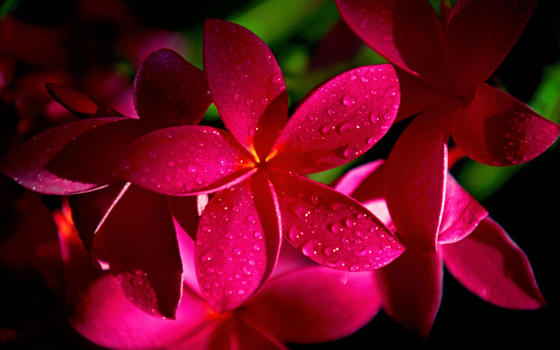 plumeria, flowers, 1080P, red, hd, HD Wallpaper