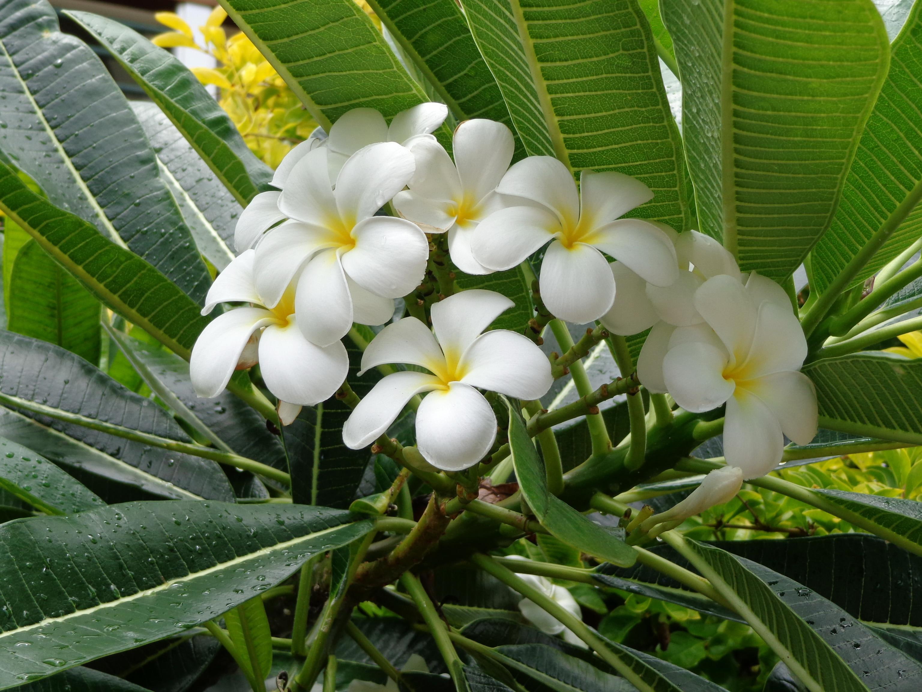 foliage, white, plumeria, flowers, 2K, HD Wallpaper