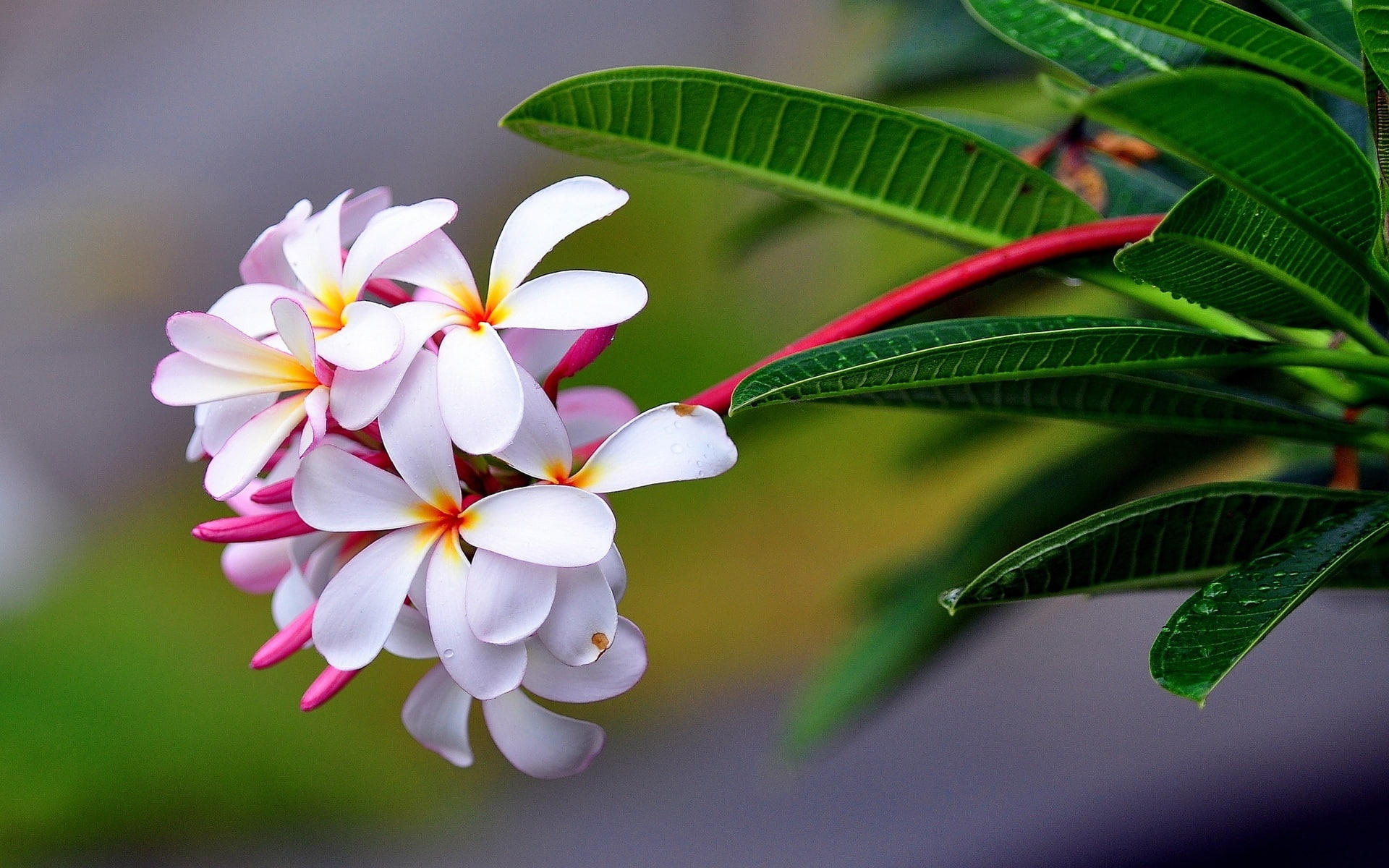Plumeria, Flowers, 1080P, Photography, Macro, HD Wallpaper