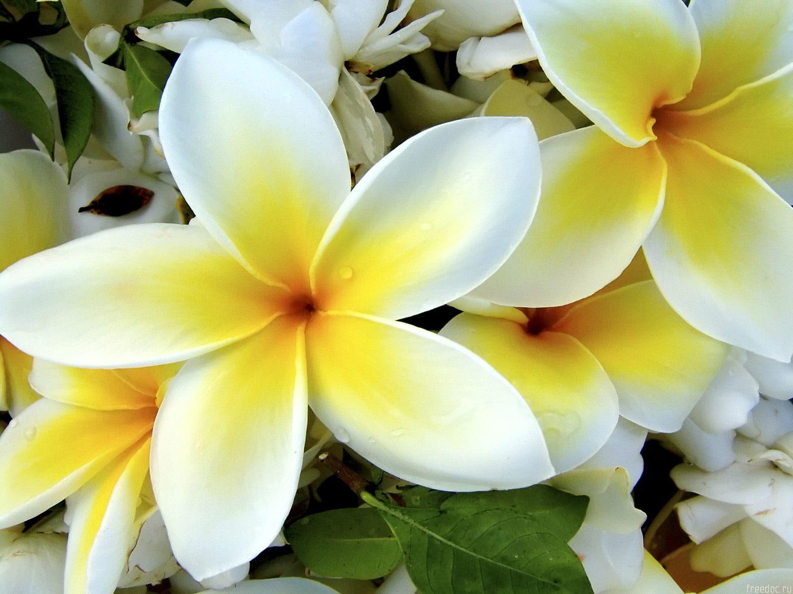 plumeria, flowers, 720P, yellow, white, HD Wallpaper