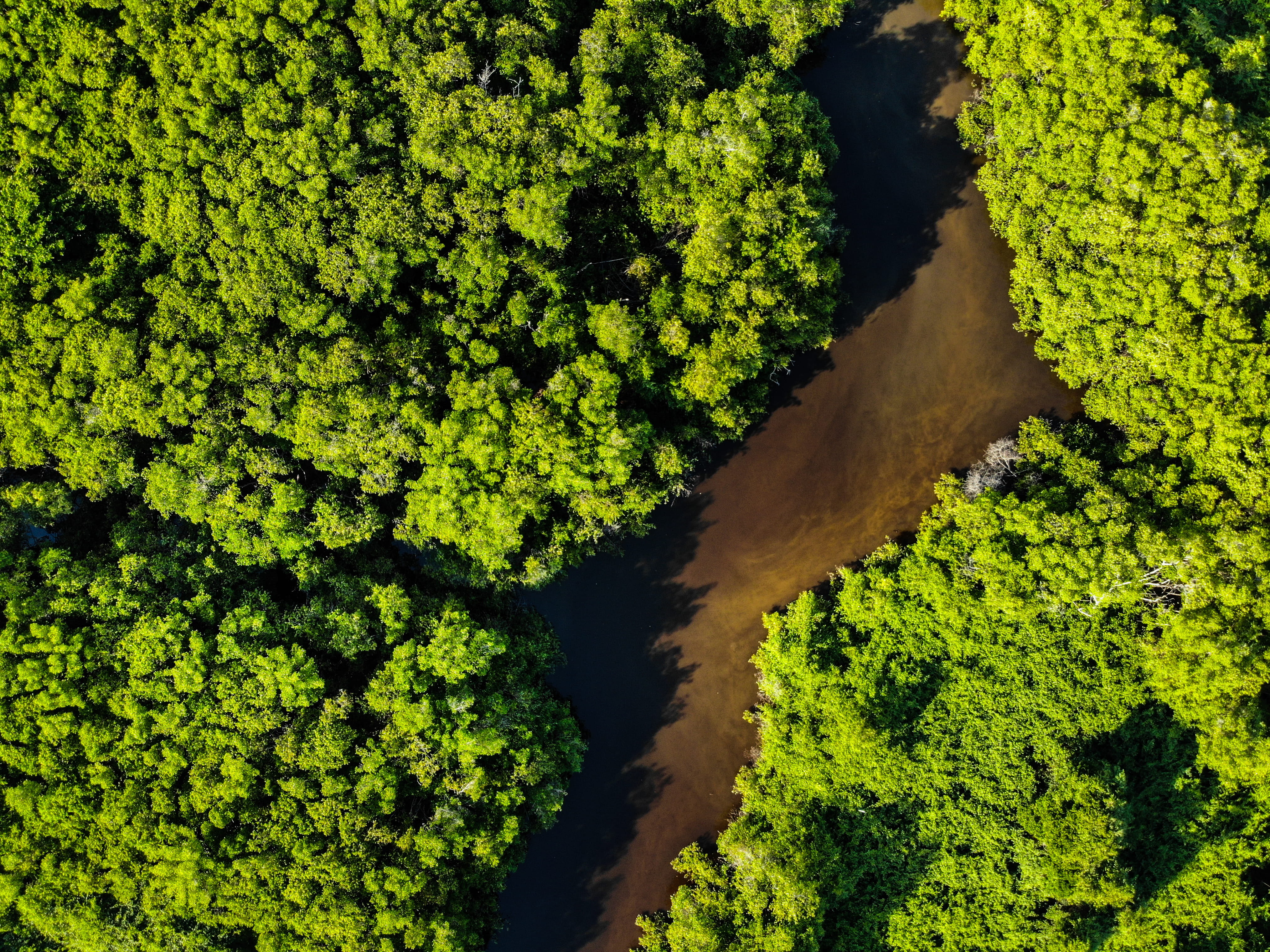 land, paraiba, foliage, aerial, aerial view, aerial shot, rainforest, shot, brazil, nature, outdoors, 4K, trees, tranquil scene, woods, tranquility, lush foliage, HD Wallpaper
