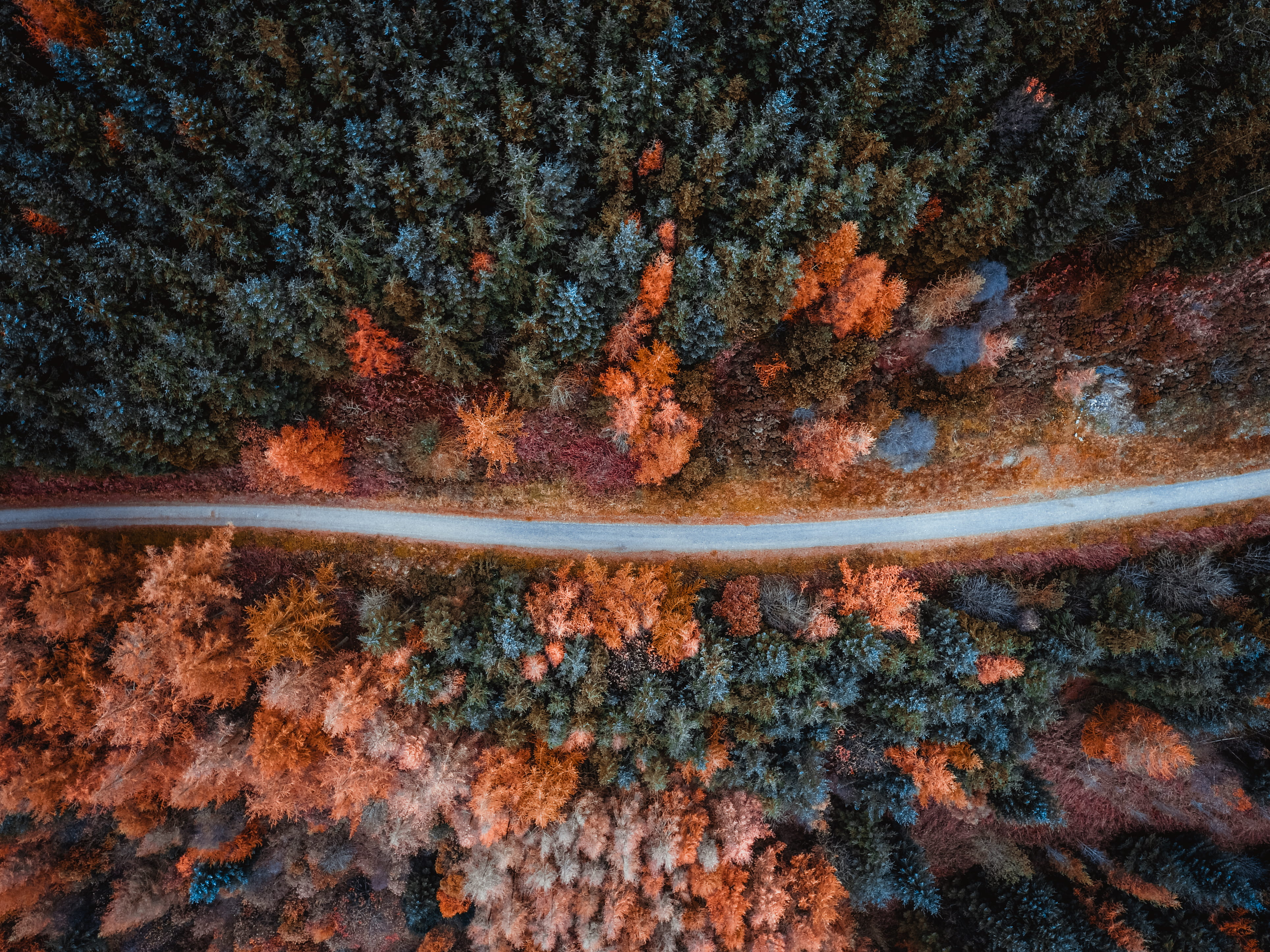 forest, autumn collection, orange color, plant, 4K, aerial shot, trunk, autumn, textured, aerial, from above, change, road, tree, trees, woods, full frame, HD Wallpaper