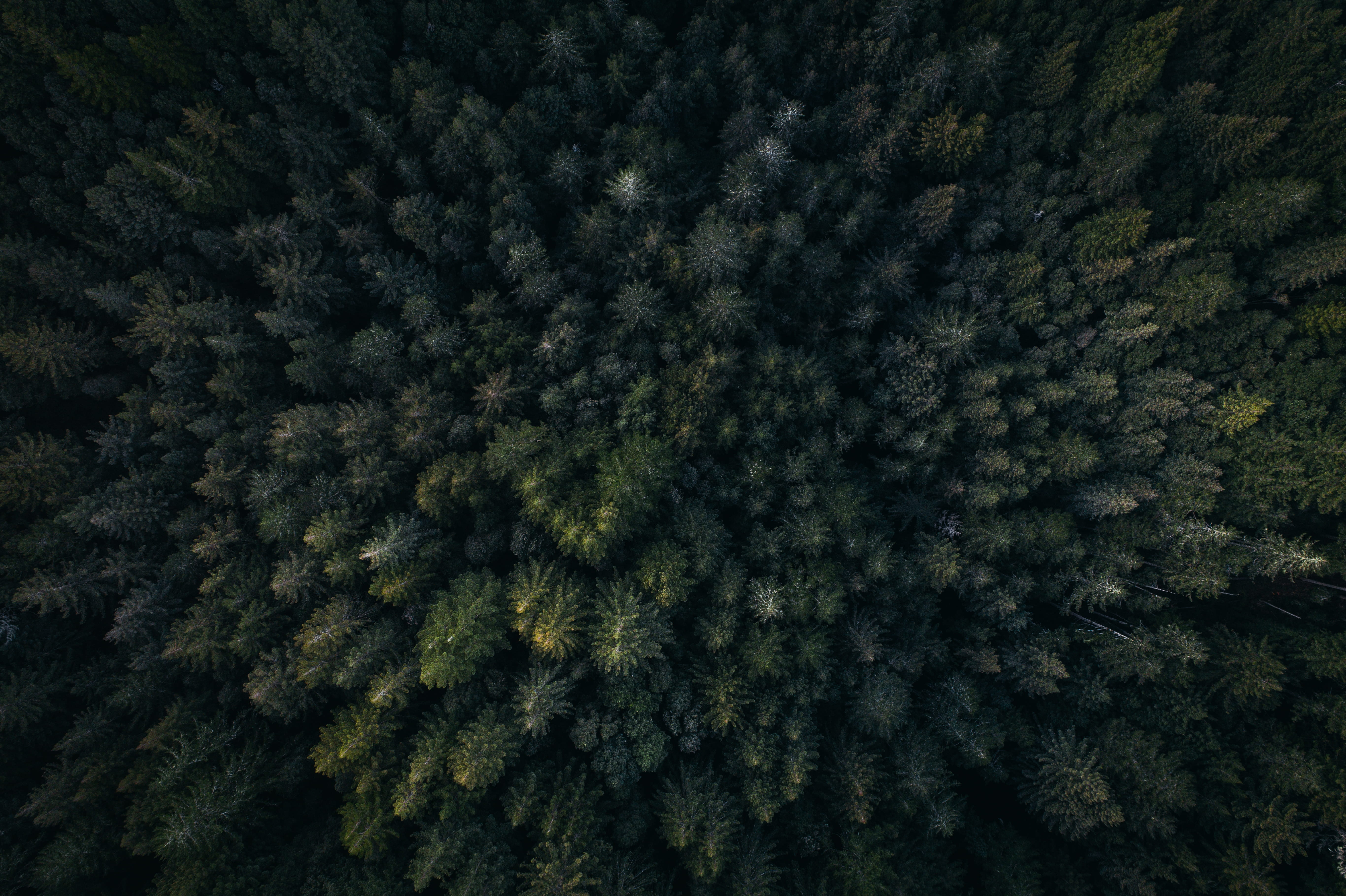 tree, photo, full frame, green color, snow, nature, fir tree, Fractals, drone view, pine woodland, evergreen tree, aerial view, aerial, coniferous tree, HD Wallpaper