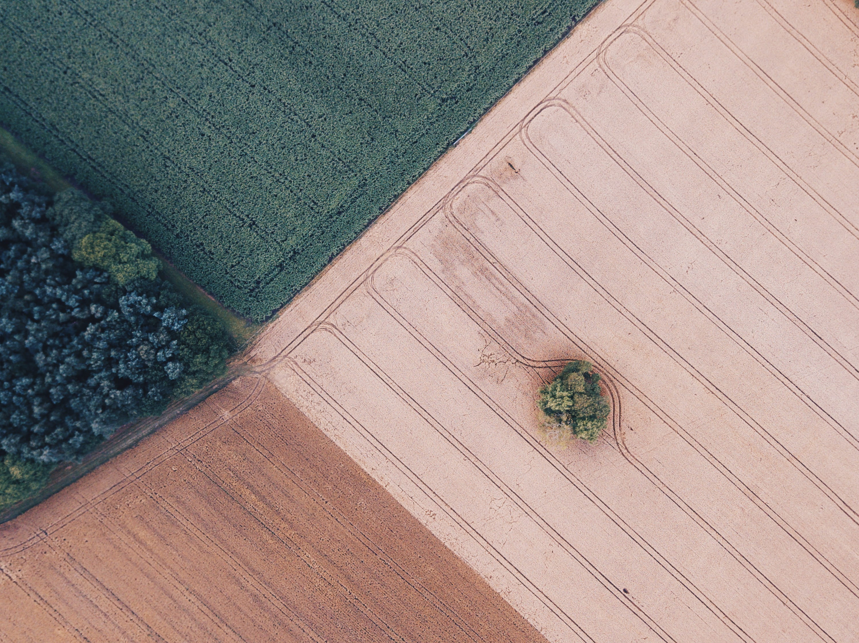 aerial View, farm, harvesting, mid-Air, farming, outdoors, land, air, brown, flying, backgrounds, lone tree, drone view, tree, nature, prairie, 2K, topdown, HD Wallpaper
