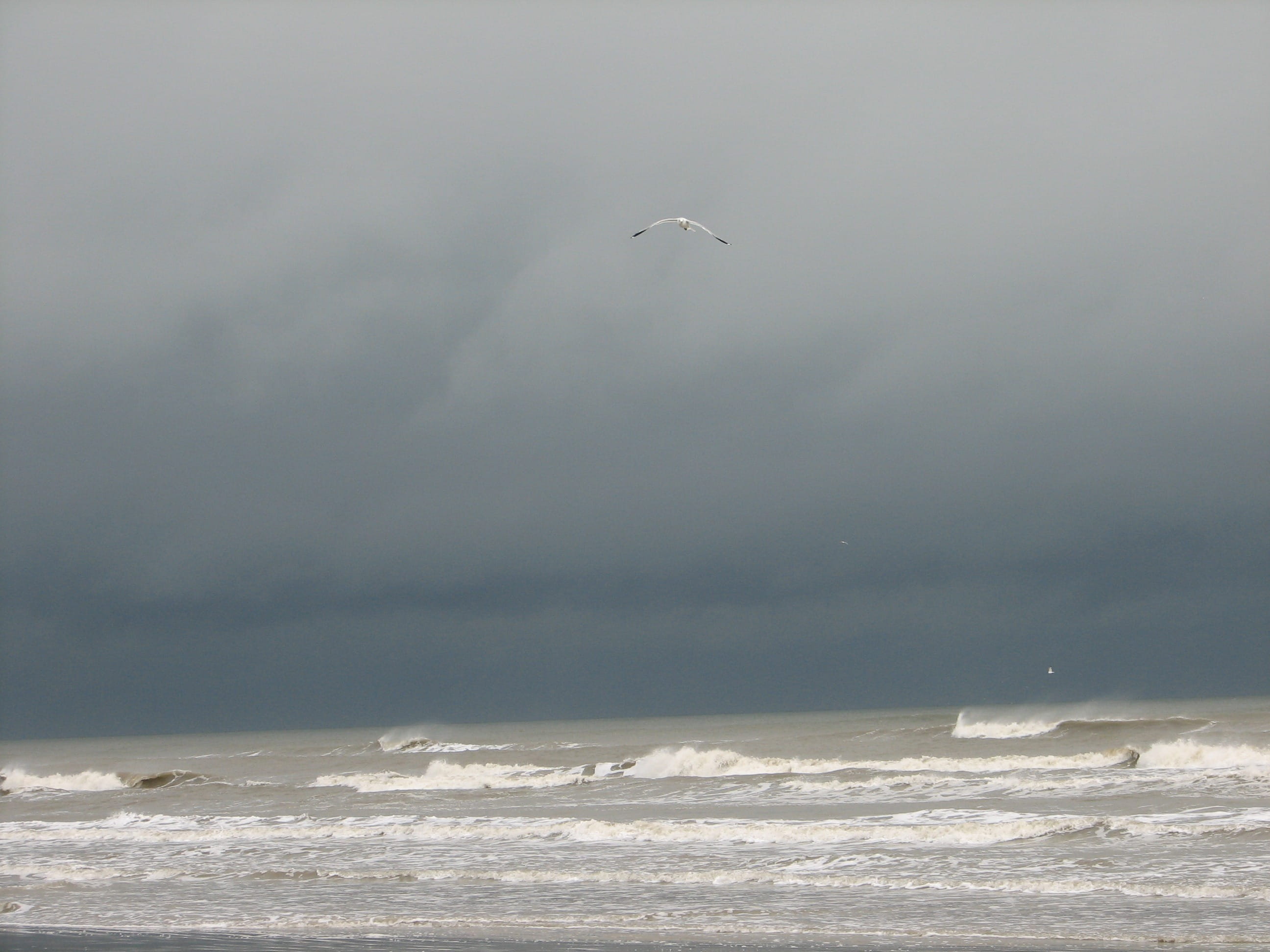 ocean, sky, one animal, vertebrate, storm, motion, outdoors, waves, grey, cloud - sky, no people, animal, Weather, nature, wave, animal themes, flying, HD Wallpaper