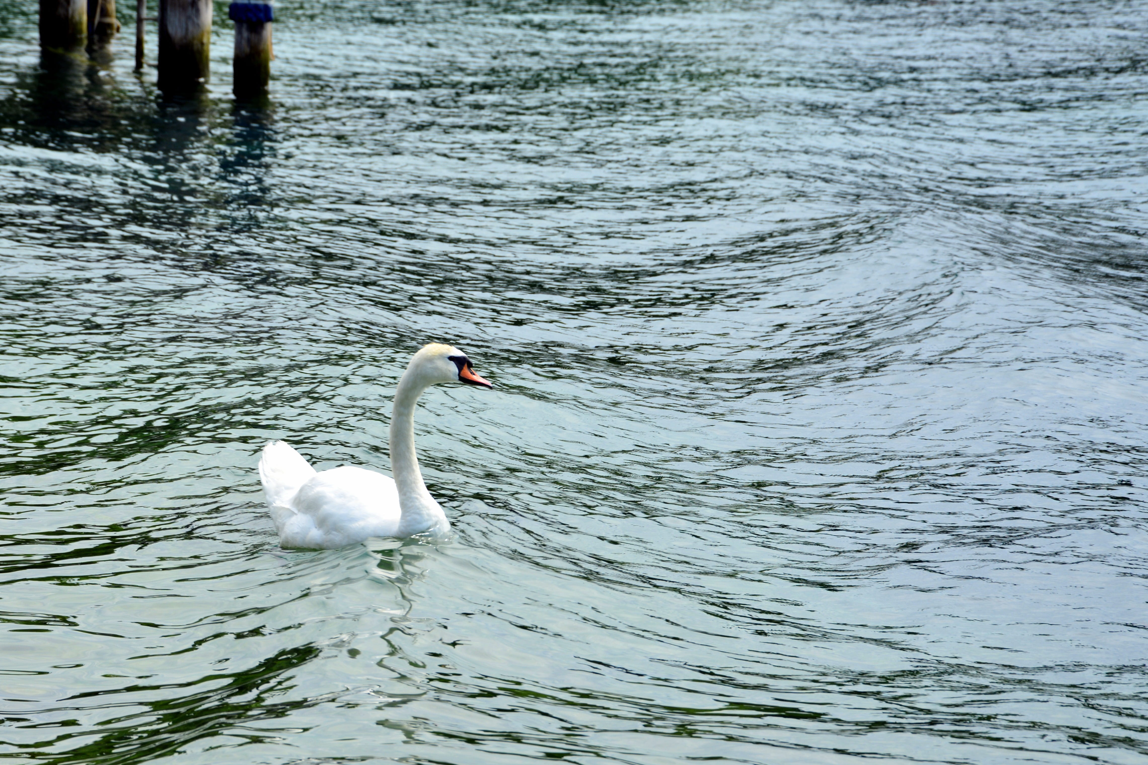 swimming, day, lake, water, water bird, animal, animal neck, swan, outdoors, beauty in nature, choppy, nature, vertebrate, no people, 4K, animal themes, HD Wallpaper