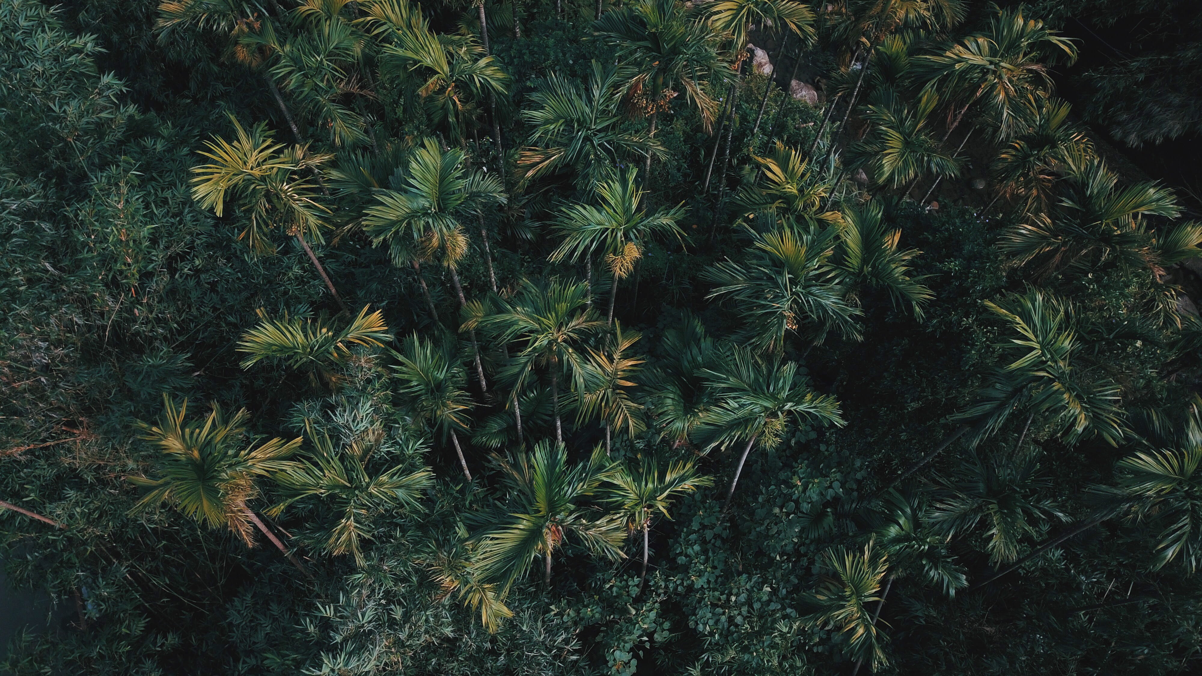 backgrounds, dji, no people, tree, plant part, leaf, growth, nature, beauty in nature, spiky, green color, scenics - nature, palm tree, drones, plant, green, HD Wallpaper