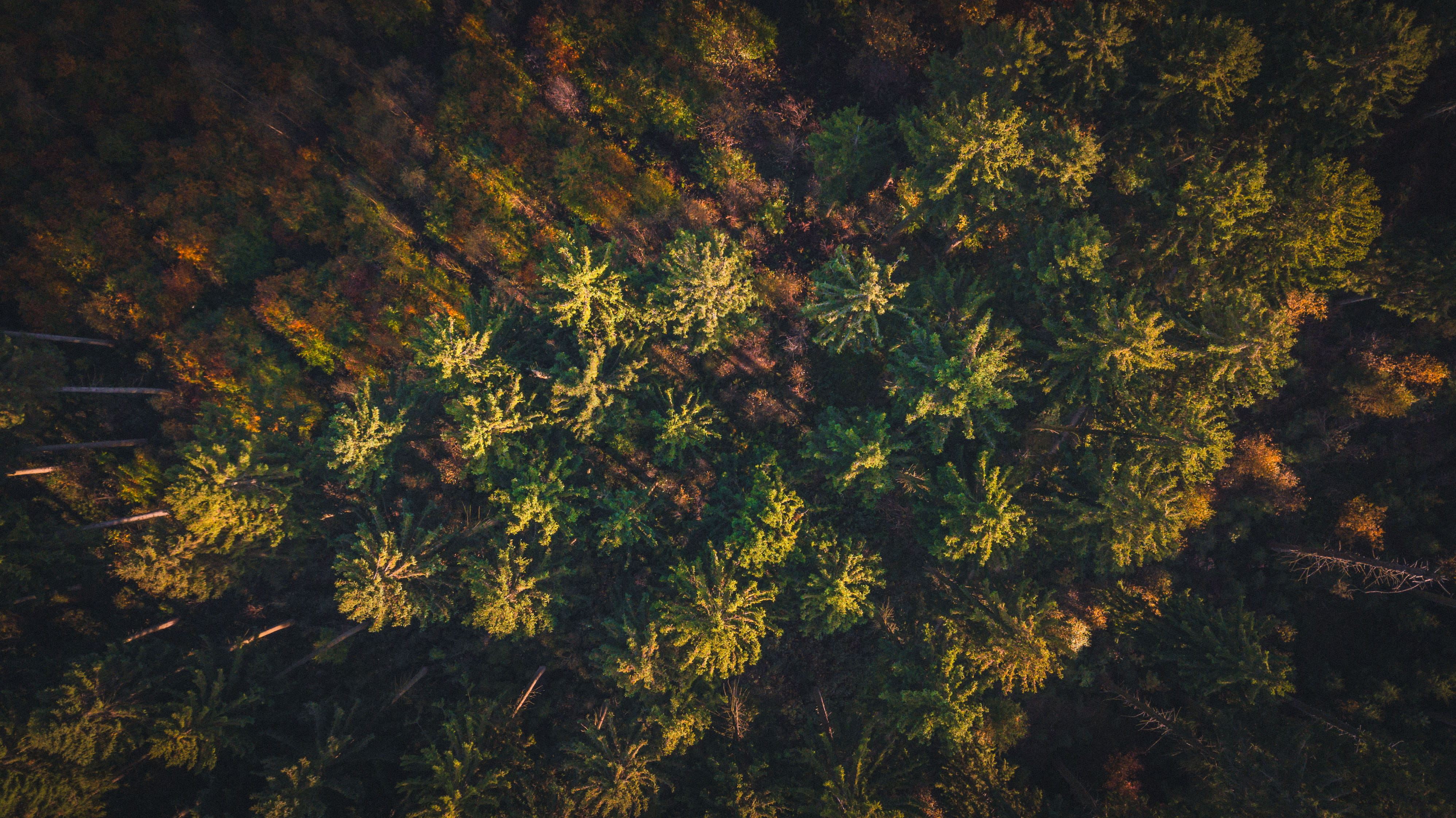 germany, growth, no people, branch, day, backgrounds, drone, forest, fir tree, tree, light, 4K, tranquility, tranquil scene, mavicpro, land, scenics - nature, HD Wallpaper