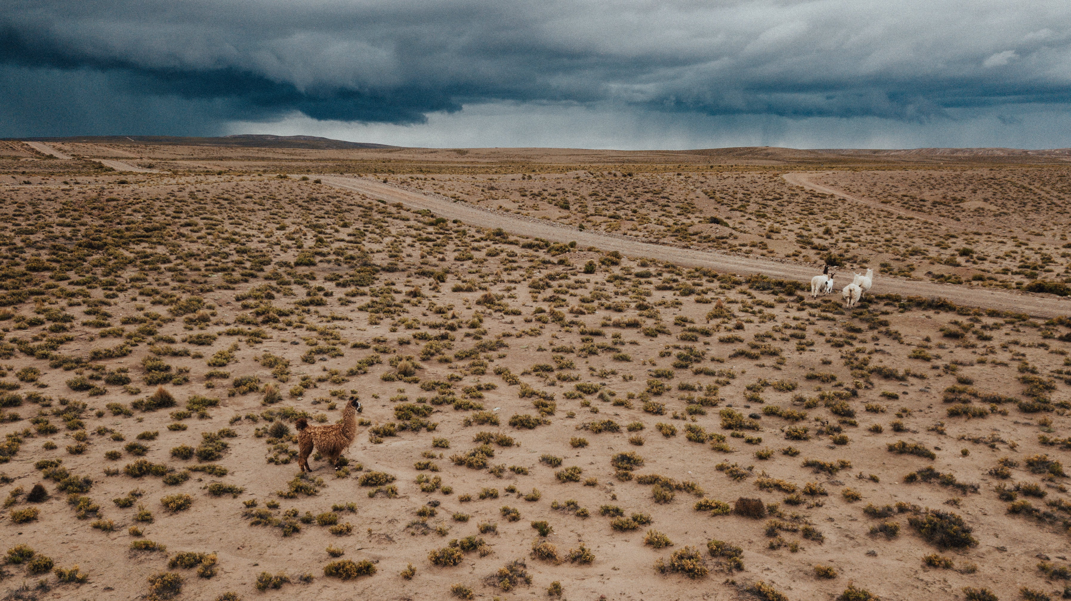 tranquility, soil, sur lípez, ground, arid climate, wildlife, nature, mammal, cloud - sky, beauty in nature, travel, environment, wild, mavicpro, sand, HD Wallpaper