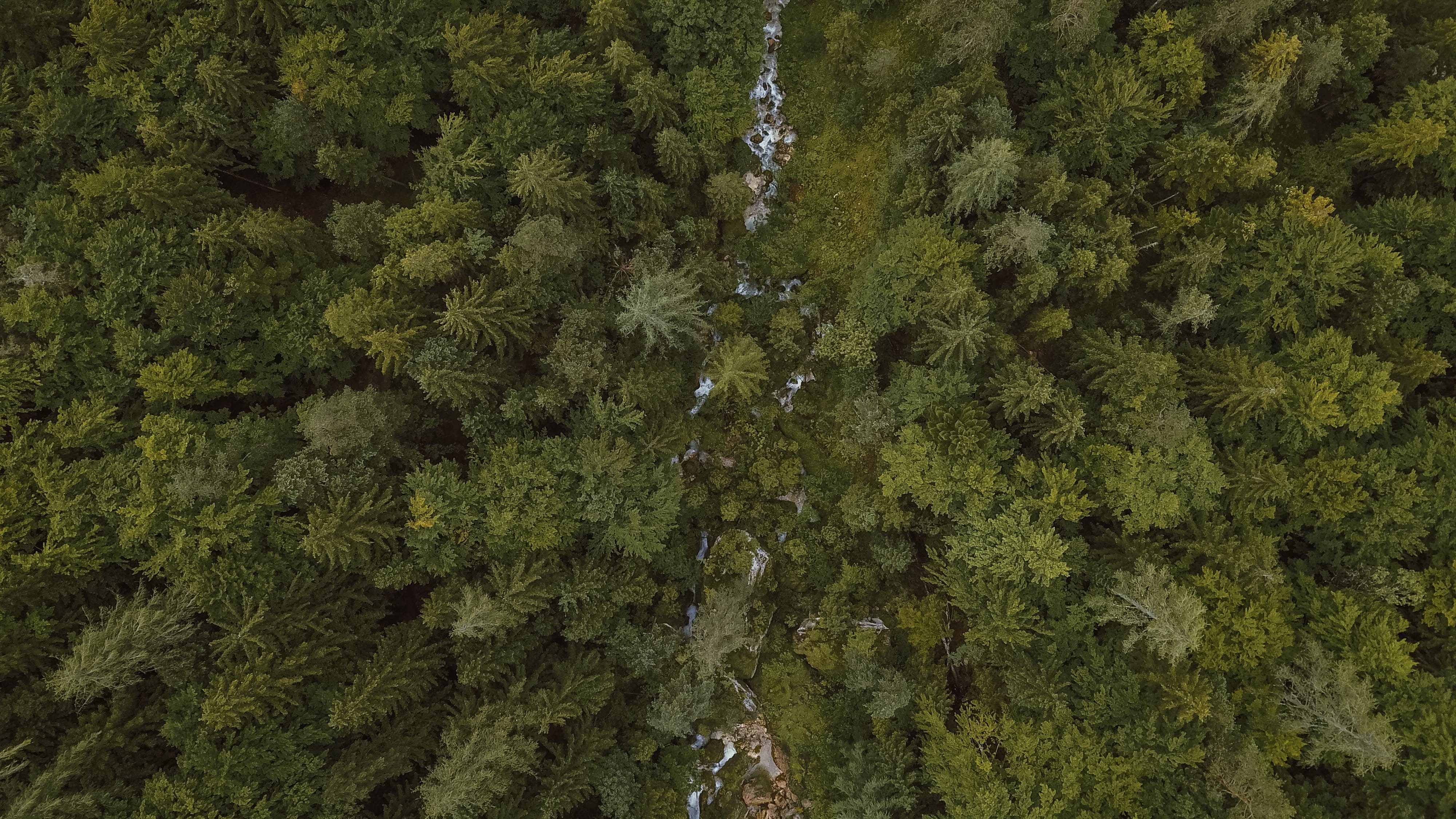 aerial, moss, landscape, tranquility, scenery, green, pine woodland, land, conifer, beauty in nature, day, foliage, evergreen tree, photography, 4K, growth, HD Wallpaper