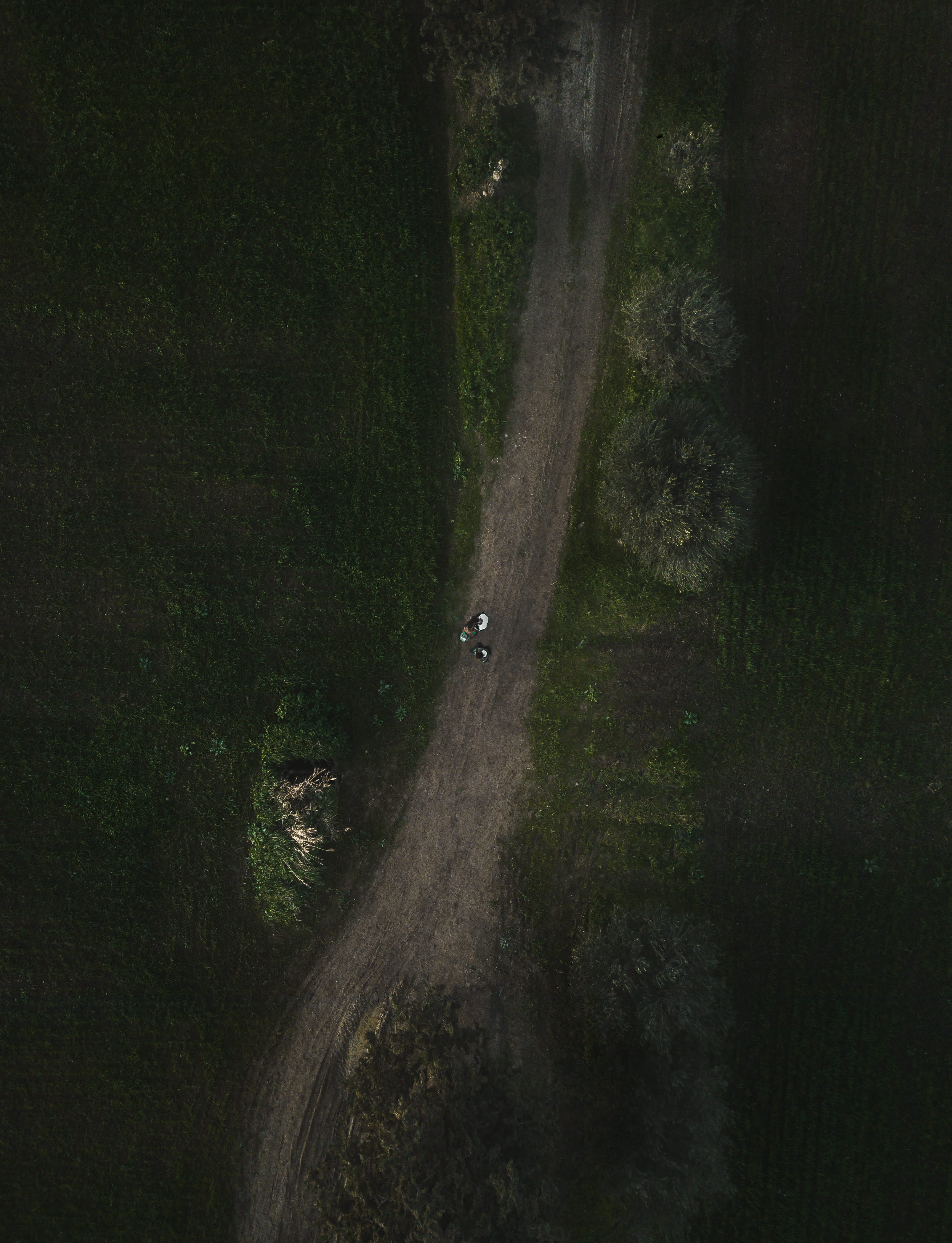 topdown, countryside, 2K, tree, nature, street, environment, exploring, aerial View, forest, leafed, summer, land, path, grass, through, gray, green Color, Phone HD Wallpaper