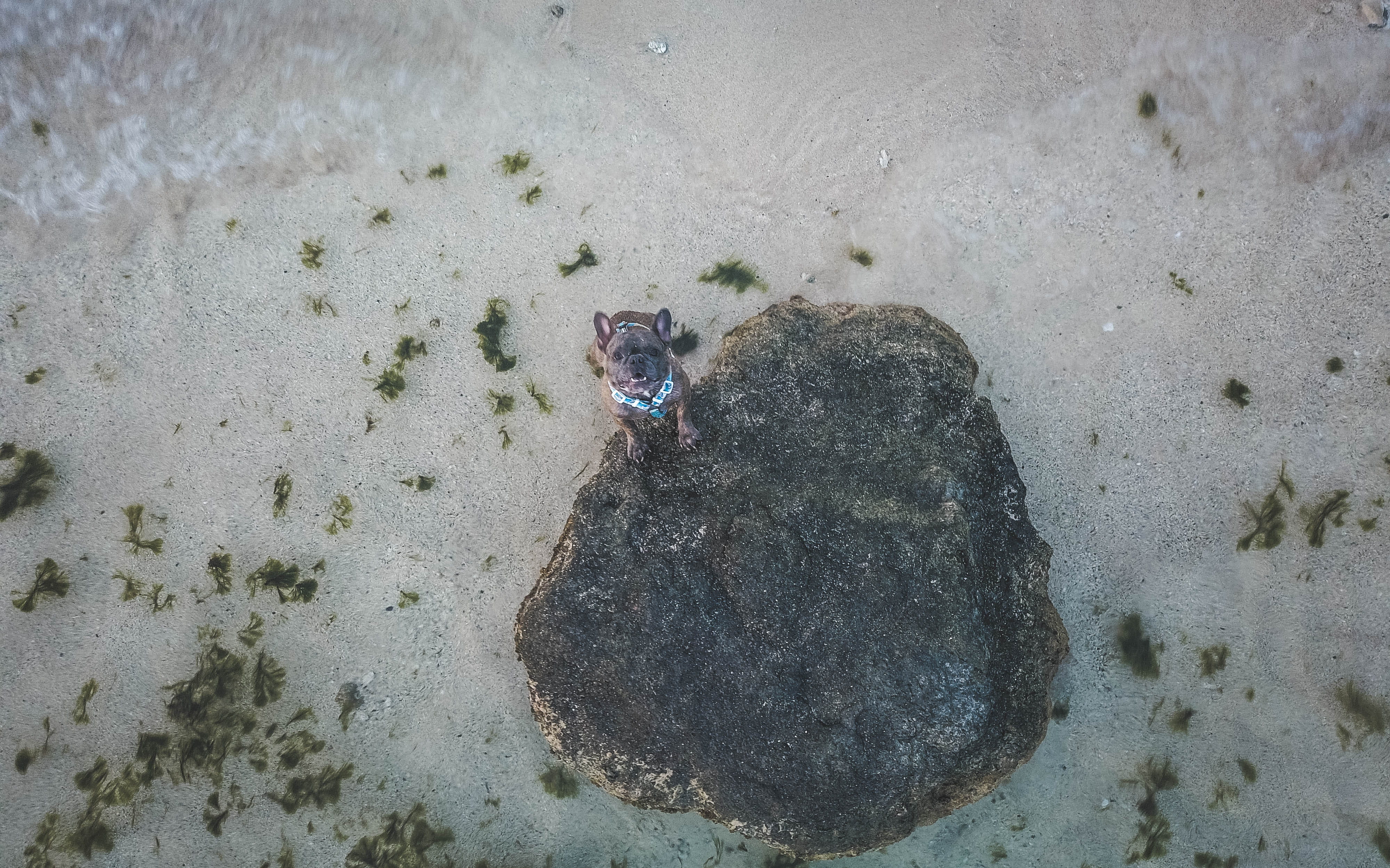 animal, beach, one animal, island, mavicpro, dog, day, honolulu, sea, water, animals in the wild, united states, animal themes, close-up, frenchbulldog, HD Wallpaper