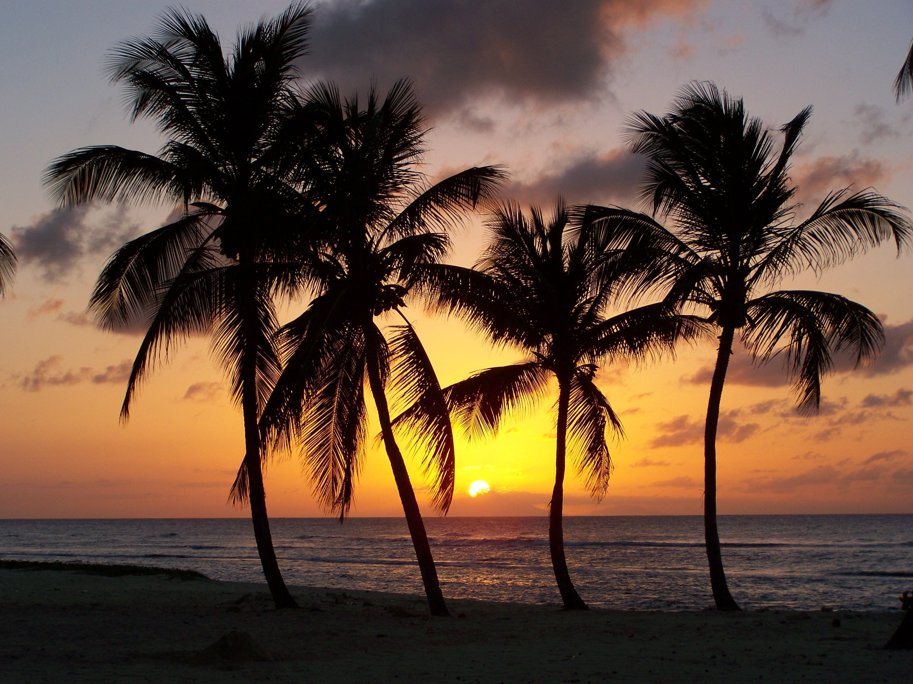 coconut palm tree, outdoors, exotic, 2K, tropical tree, four, Beach, Sunset, scenics - nature, horizon, evening, water, island, sea, tree, palm tree, cloud - sky, HD Wallpaper