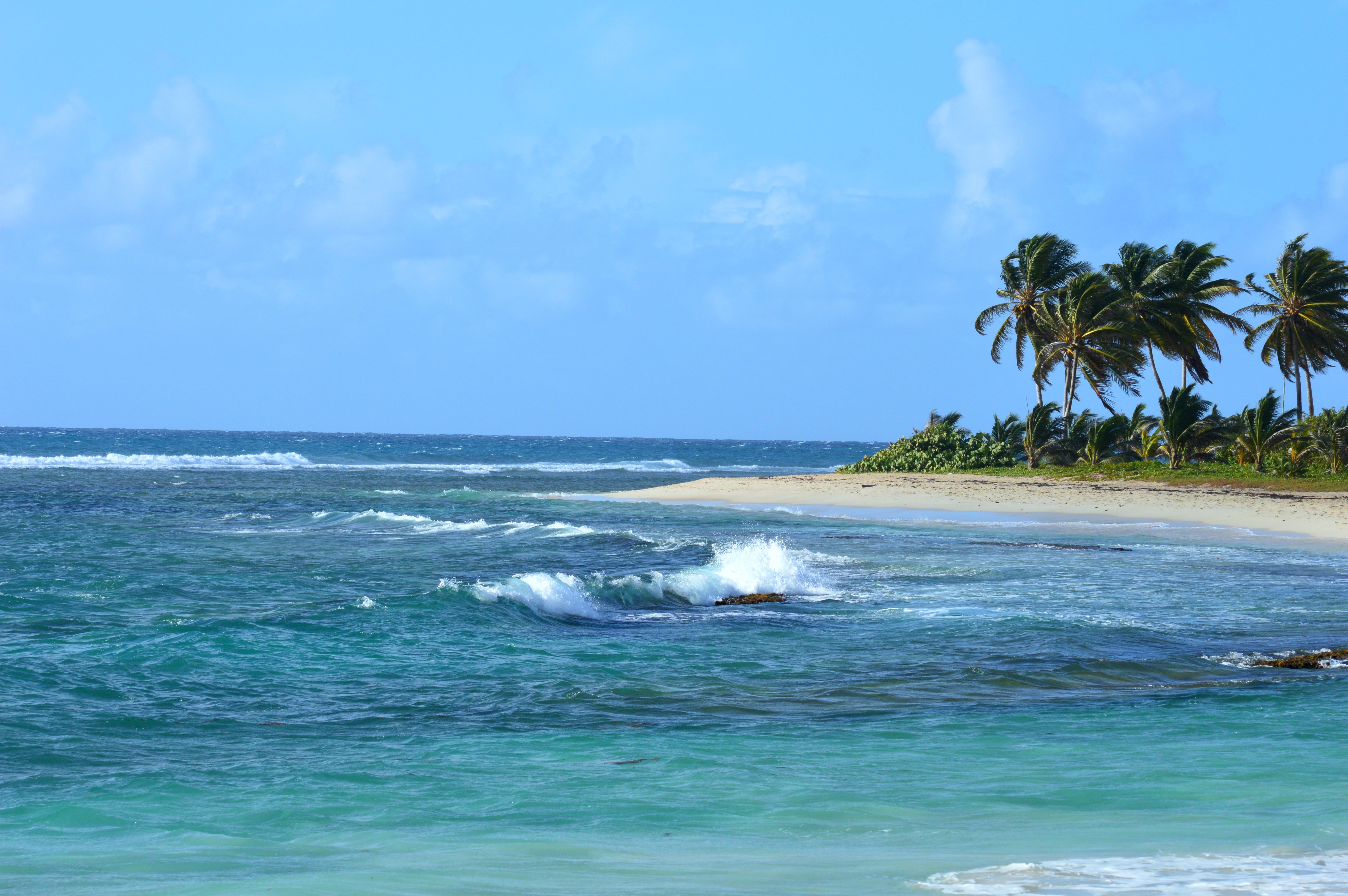 scenics - nature, nature, sand, land, ocean, waterfront, body, tradewinds, guadeloupe, island, sky, 5K, outdoors, palm, palm Tree, wave, coconut palm tree, HD Wallpaper
