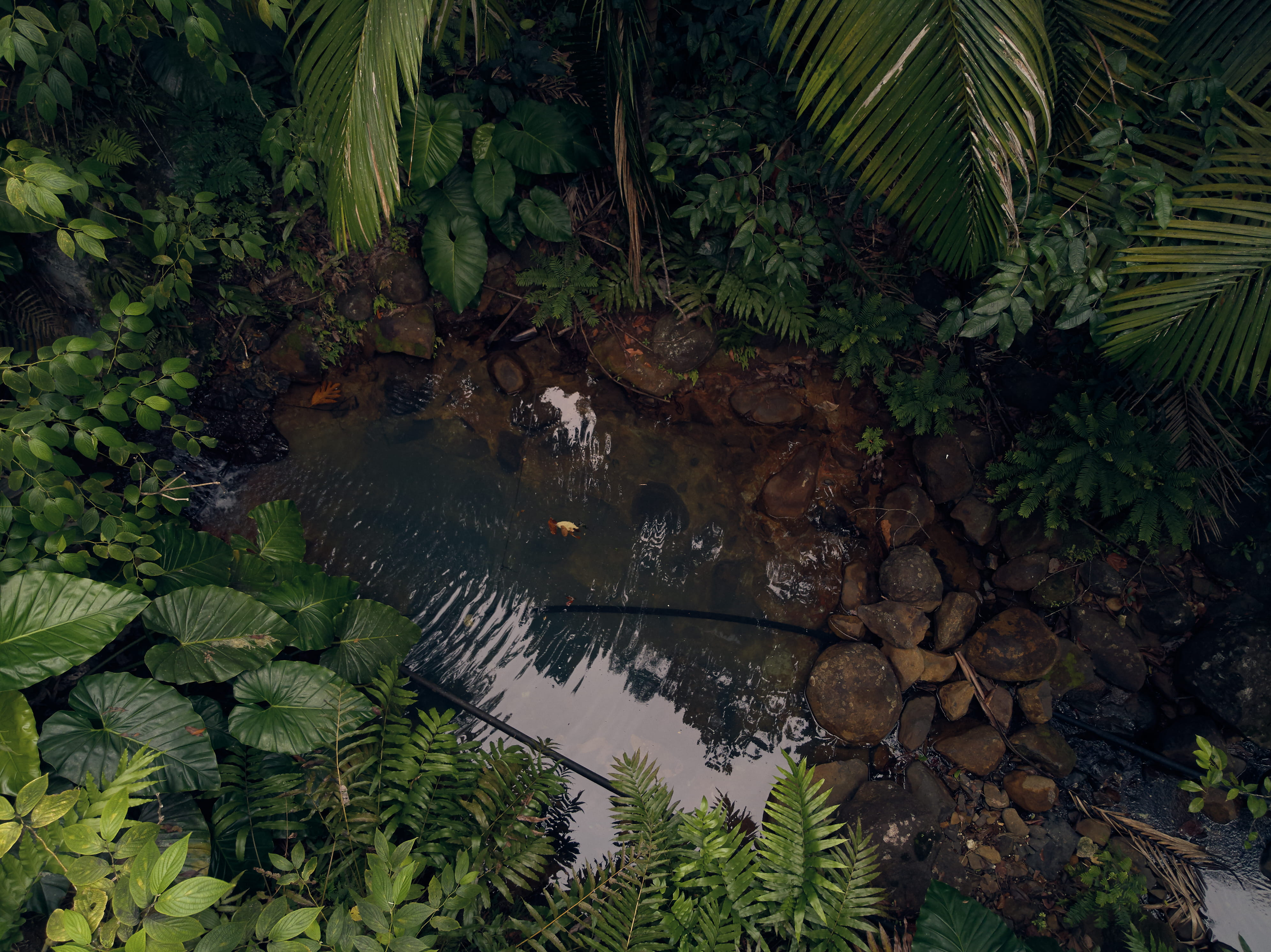 plant part, guadeloupe, high angle shot, landscape, forest, reflection, natural, palm tree, tree, park, tropical, garden, frond, environment, green color, HD Wallpaper