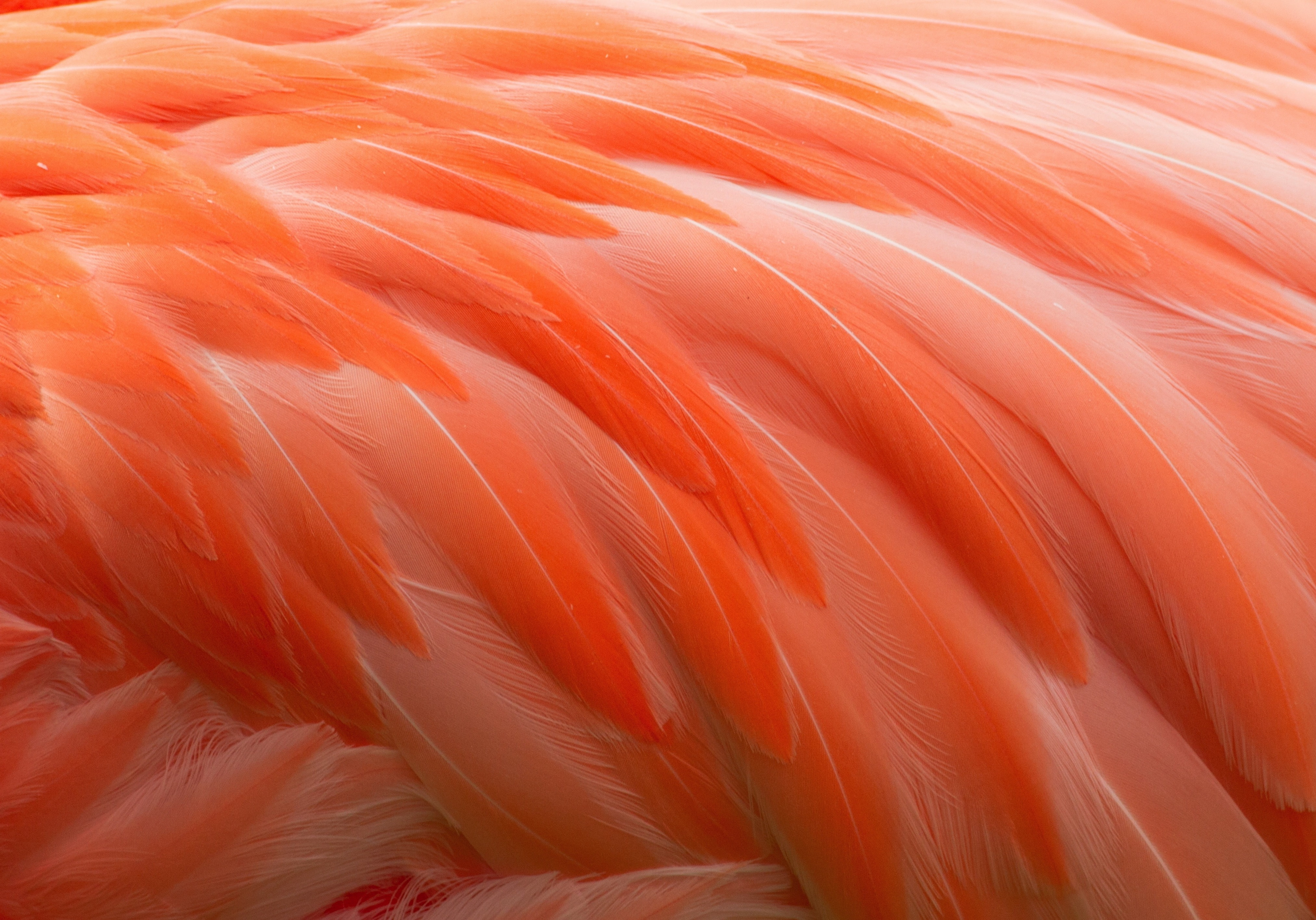 Feathers, 4K, 4K, Flamingo, HD Wallpaper